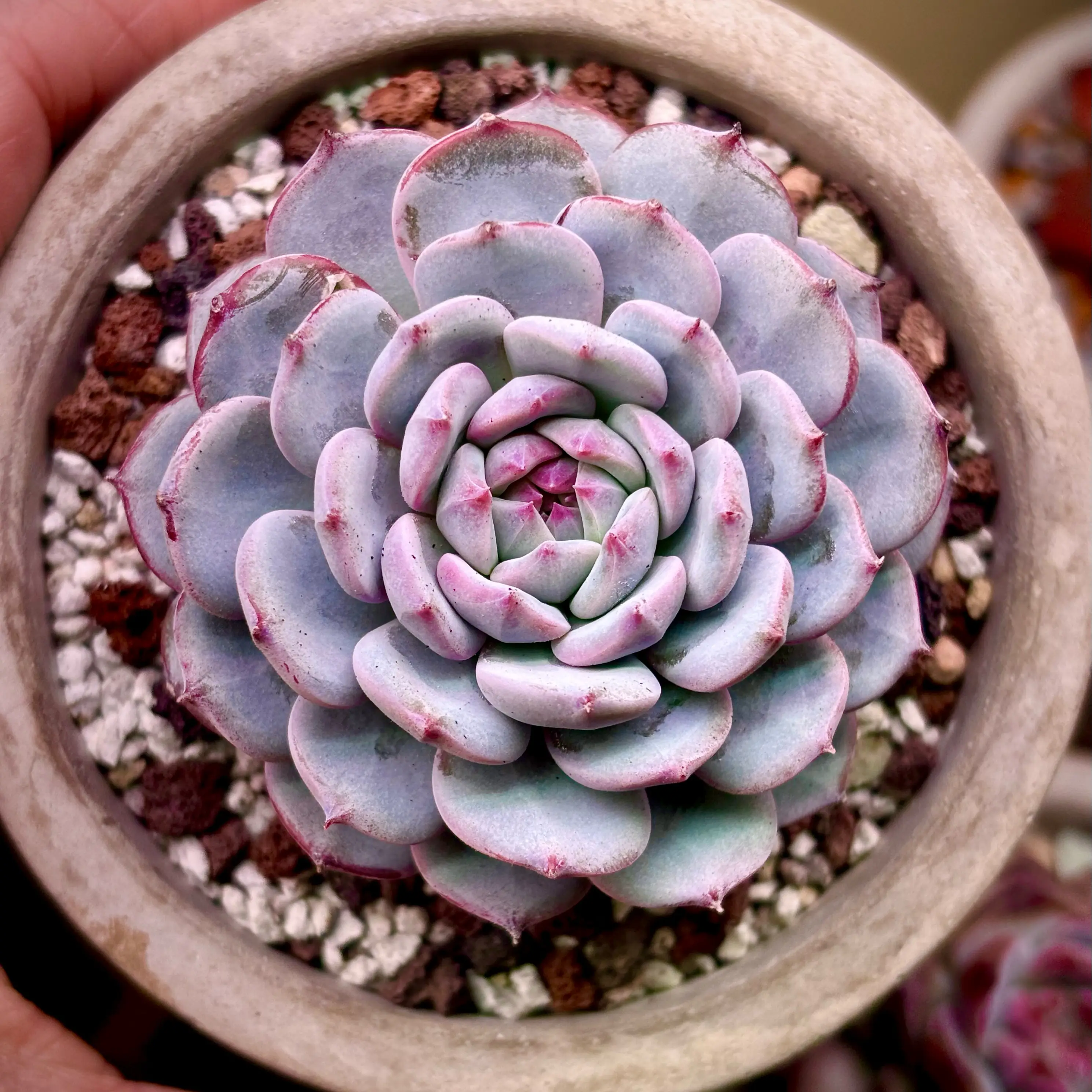 Photo of the plant species Echeveria 'Pinkberry' by @roxyvivien named Sprinkles on Greg, the plant care app