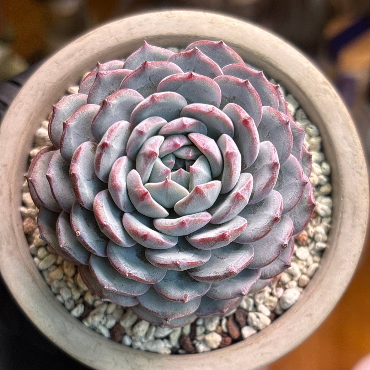 Photo of the plant species Echeveria 'Pinkberry' by @roxyvivien named Sprinkles on Greg, the plant care app