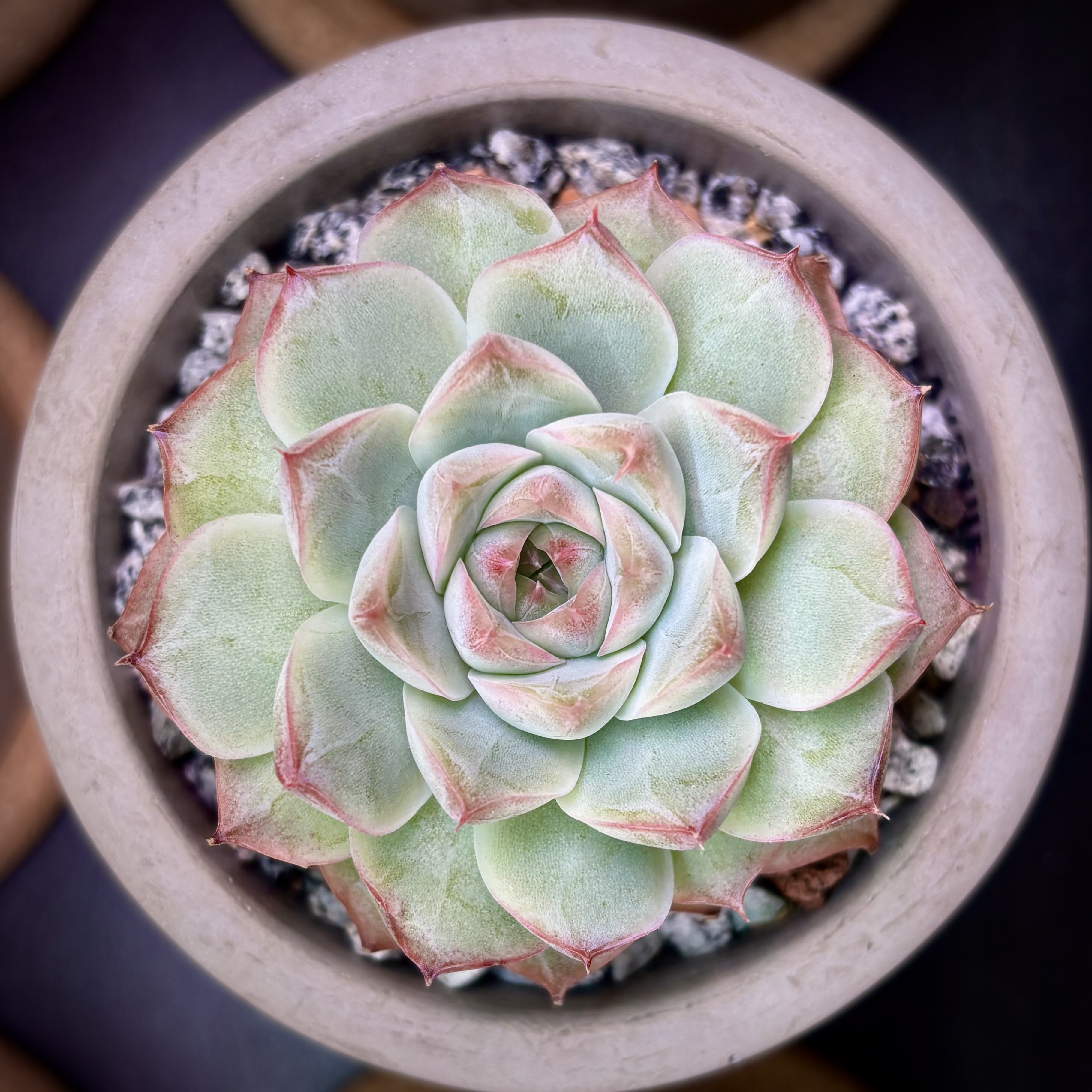 Photo of the plant species Echeveria My Heart by @roxyvivien named Corazon on Greg, the plant care app