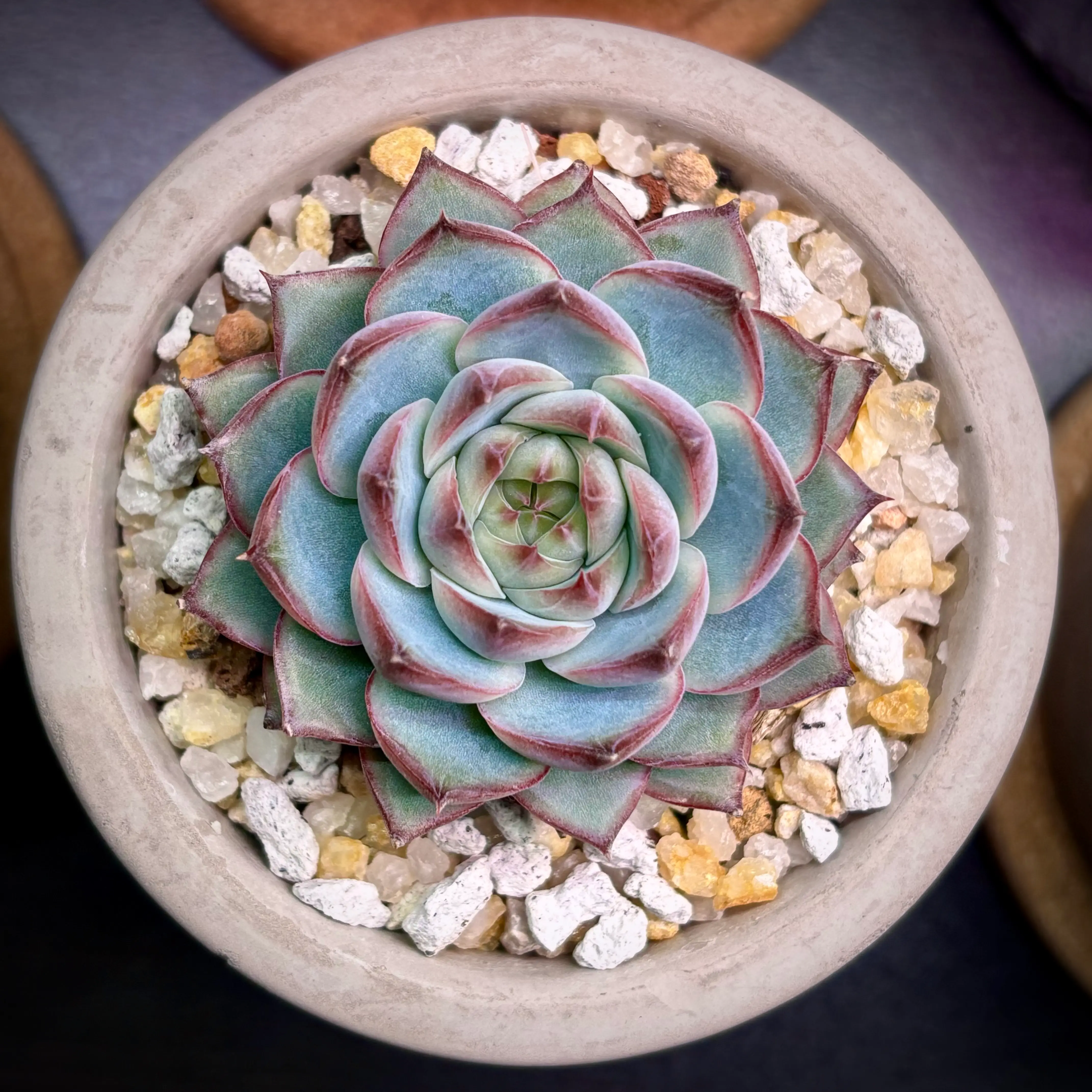 Photo of the plant species Echeveria White Curry by @roxyvivien named Pranam on Greg, the plant care app