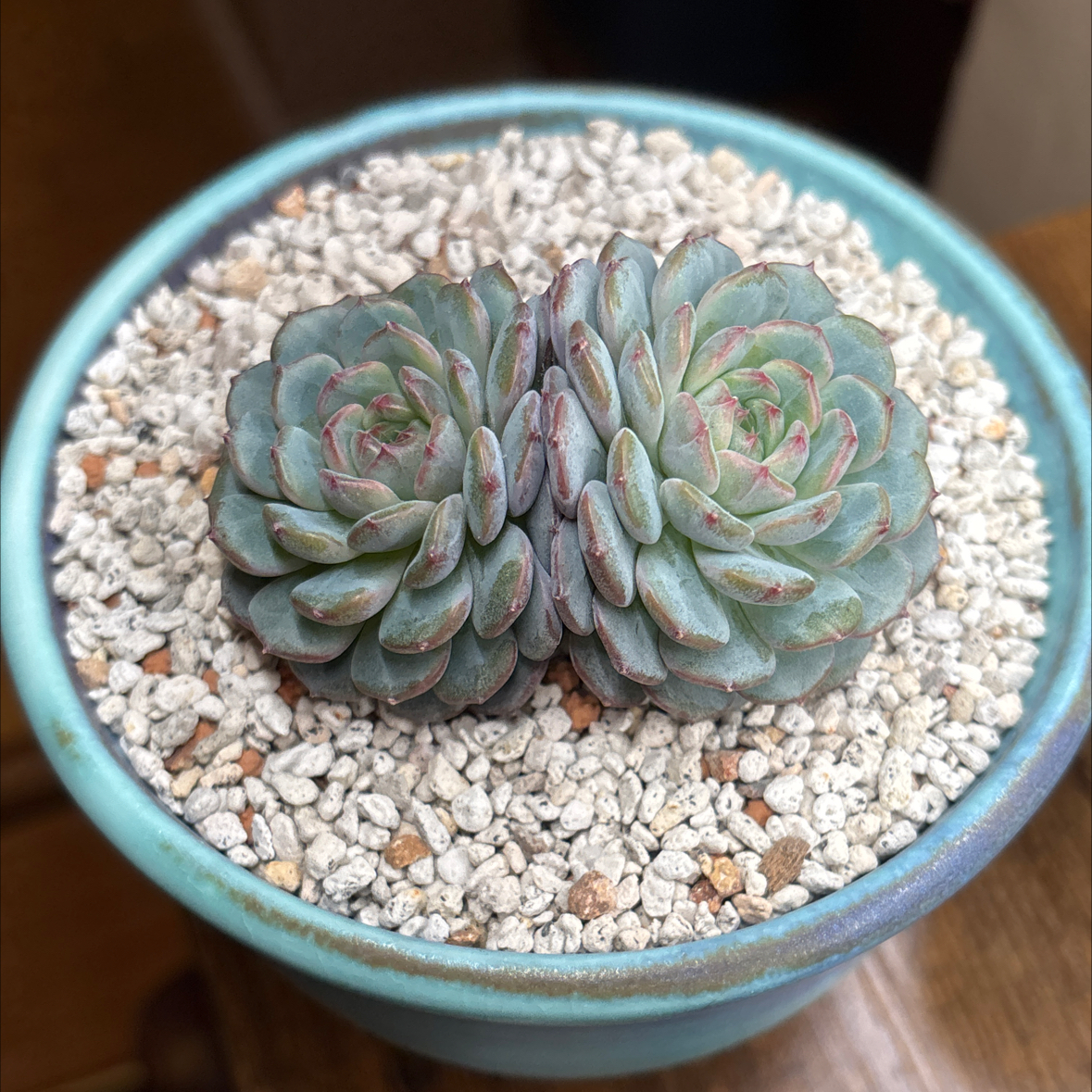 Photo of the plant species Echeveria 'Ball of Fat' by @roxyvivien named Kesha on Greg, the plant care app
