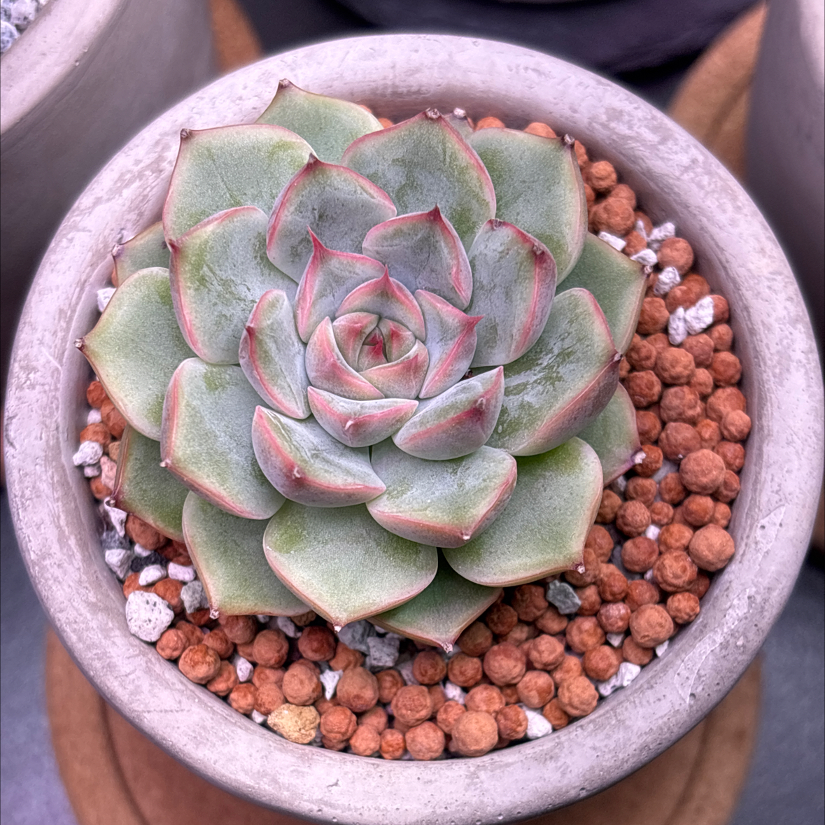 Photo of the plant species Echeveria 'Toledo' by @roxyvivien named Perri on Greg, the plant care app