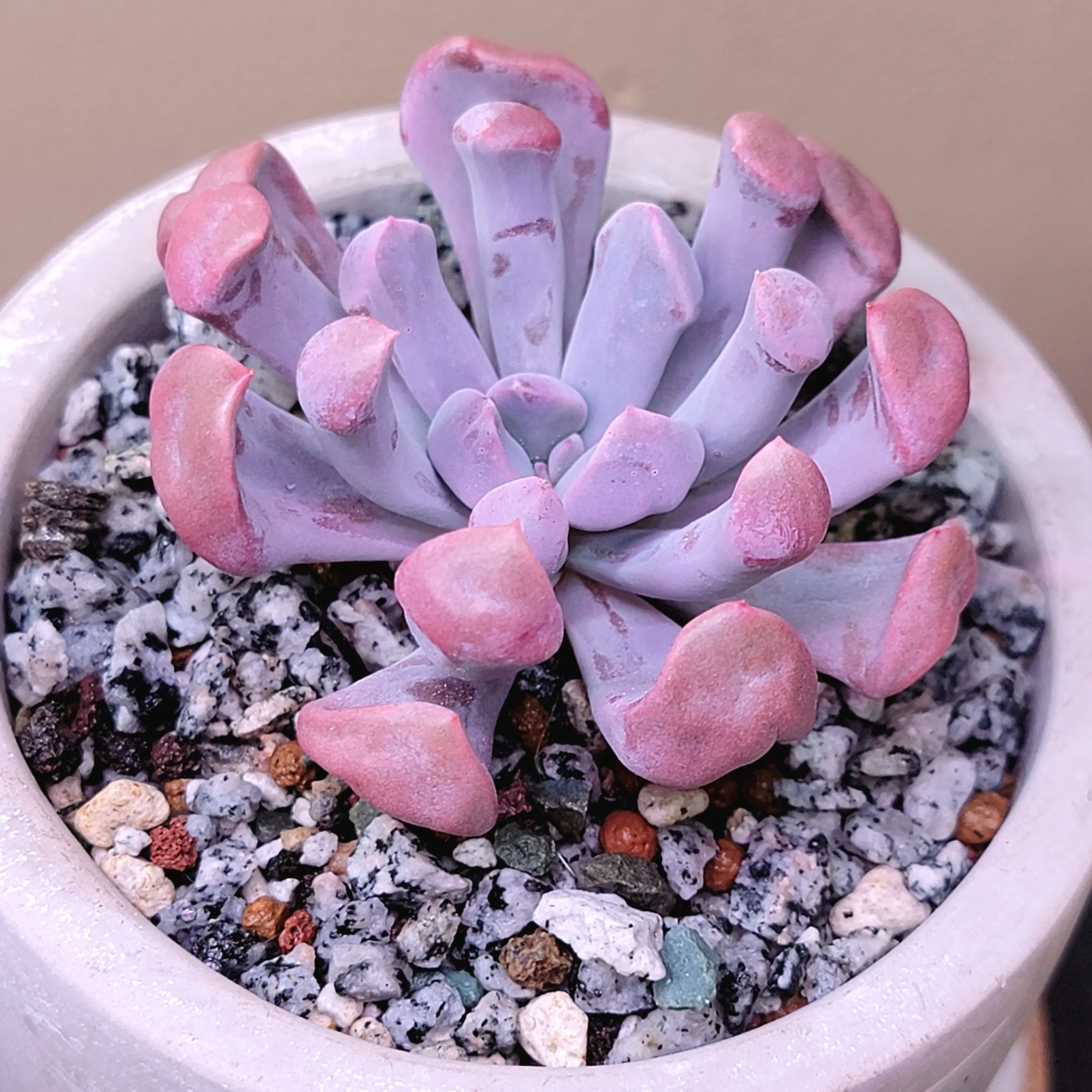 Photo of the plant species Graptoveria 'Topsy Debbi' by @roxyvivien named Moore on Greg, the plant care app
