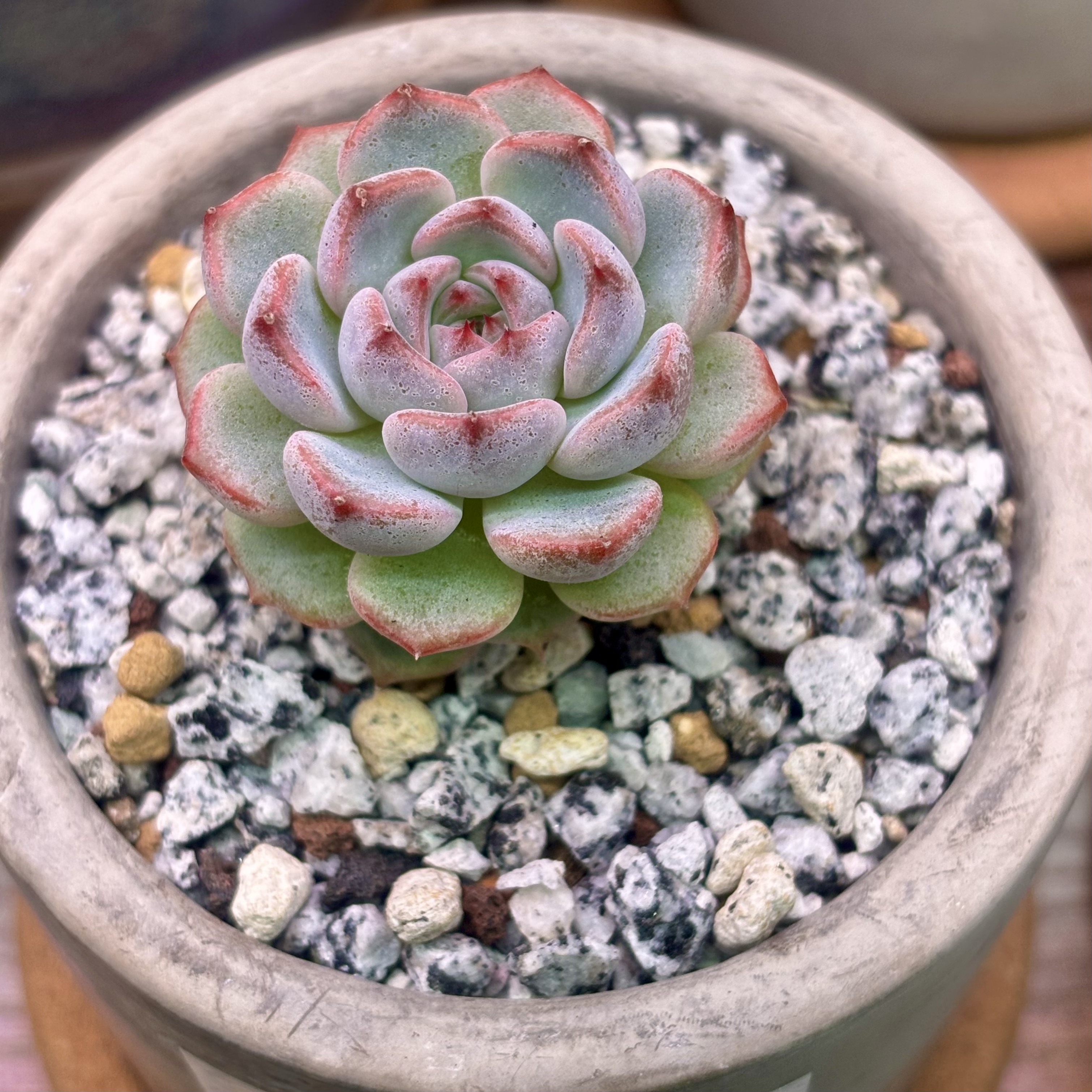 Photo of the plant species Echeveria 'Fairy King' by @roxyvivien named Lordes on Greg, the plant care app