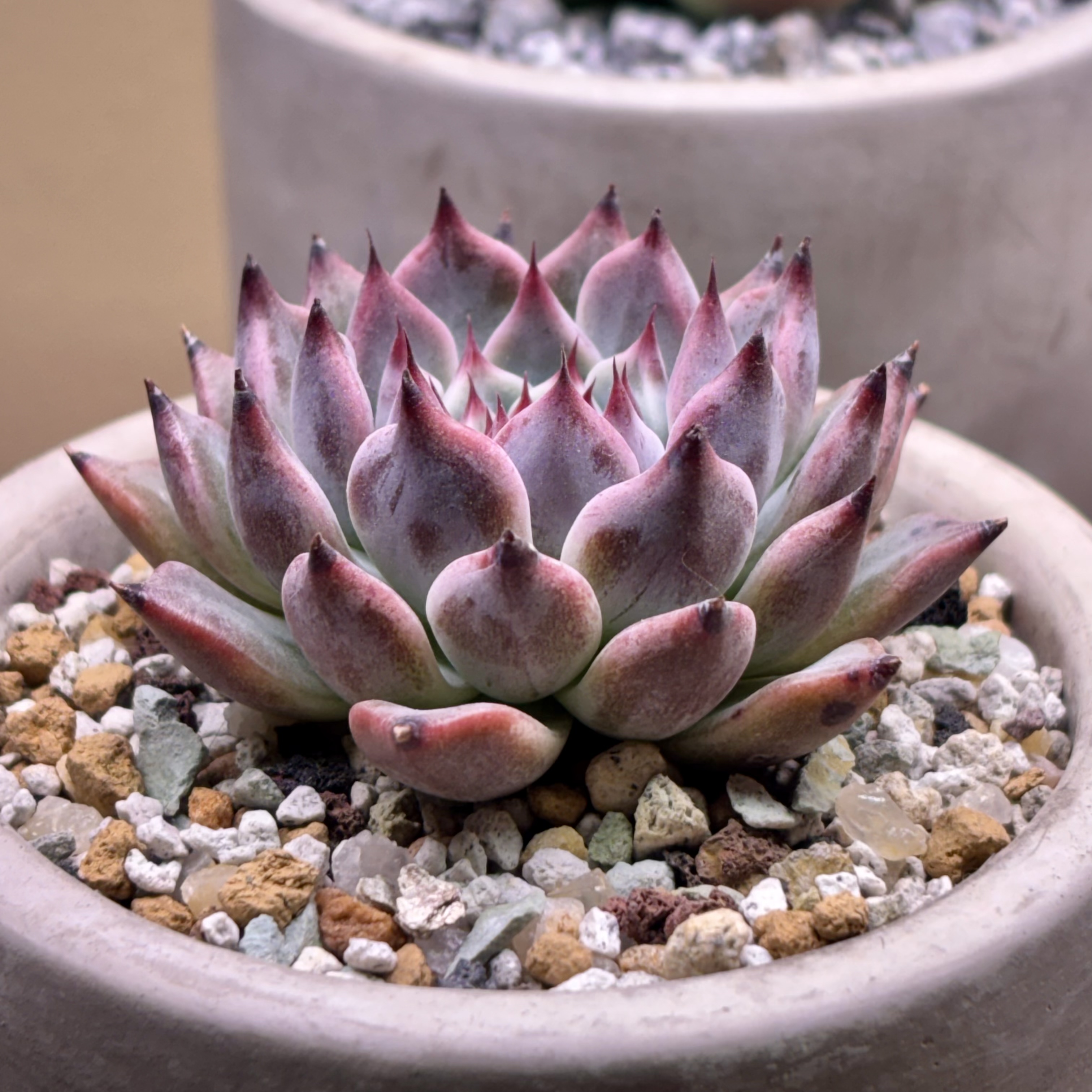 Photo of the plant species Echeveria 'Jackal' by @roxyvivien named Jackie on Greg, the plant care app