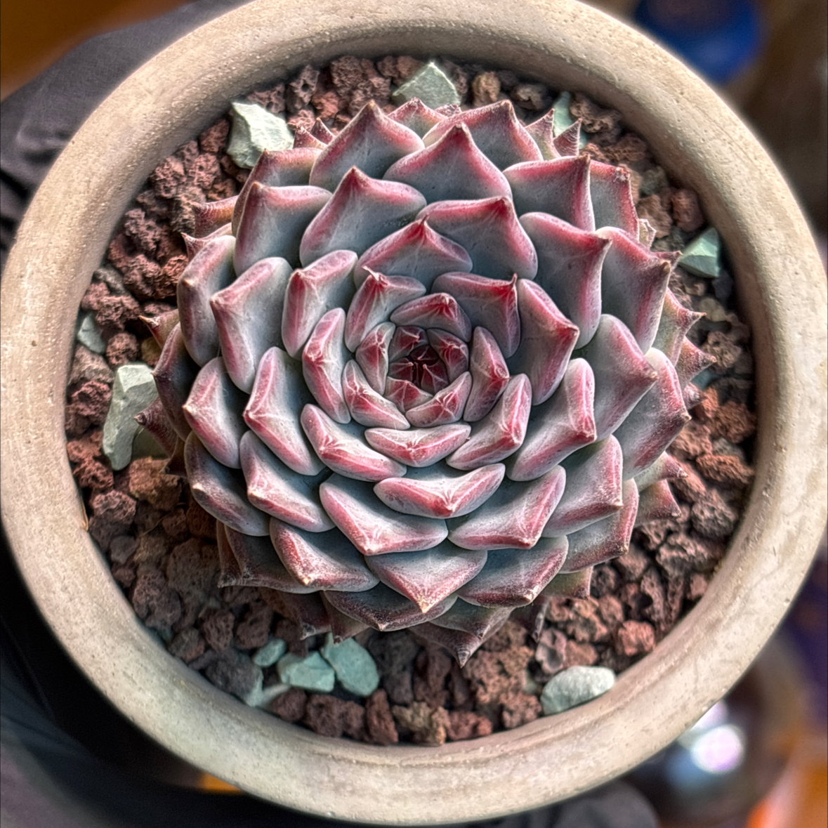 Photo of the plant species Echeveria 'Jackal' by @roxyvivien named Jackie on Greg, the plant care app