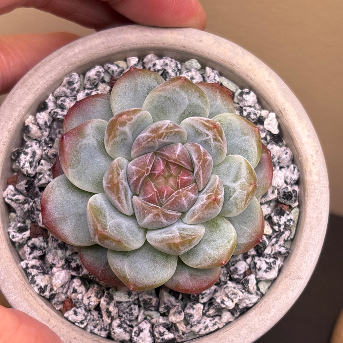 Photo of the plant species Echeveria 'Watermelon' by @roxyvivien named Summer on Greg, the plant care app