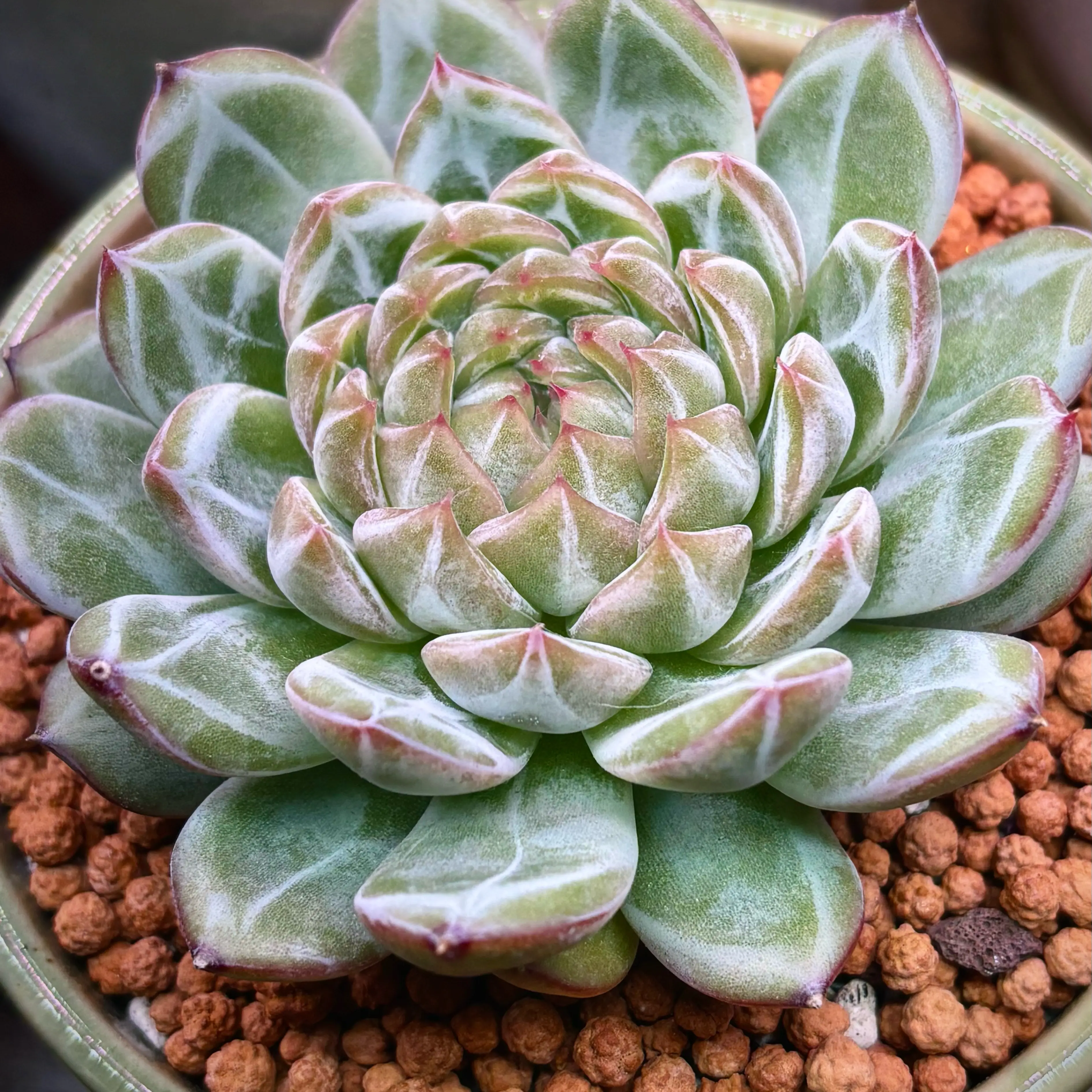 Photo of the plant species Echeveria 'Snowflake Jelly' by @roxyvivien named Matcha on Greg, the plant care app