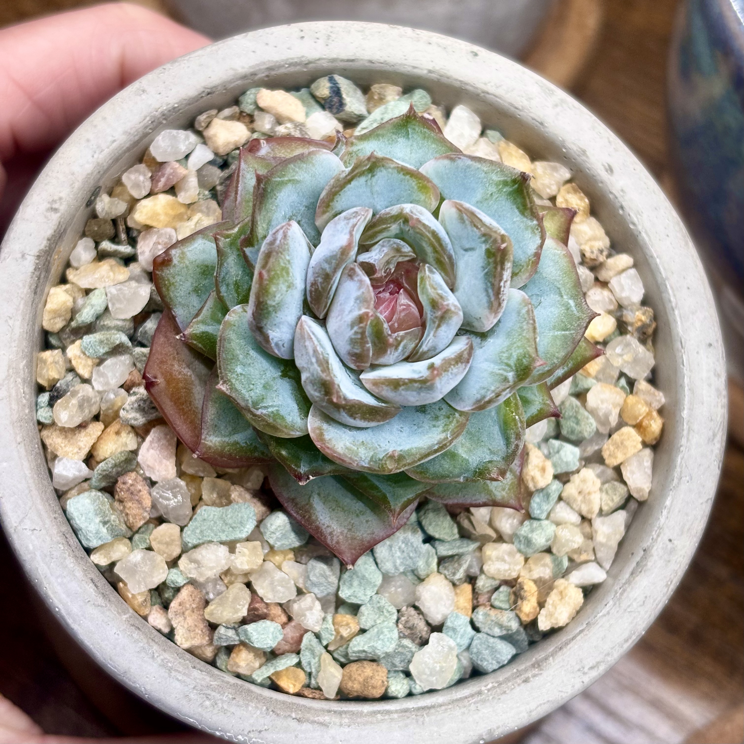 Photo of the plant species Korean Echeveria 'Blossoming Special' by @roxyvivien named Miss Vanilla Cream on Greg, the plant care app