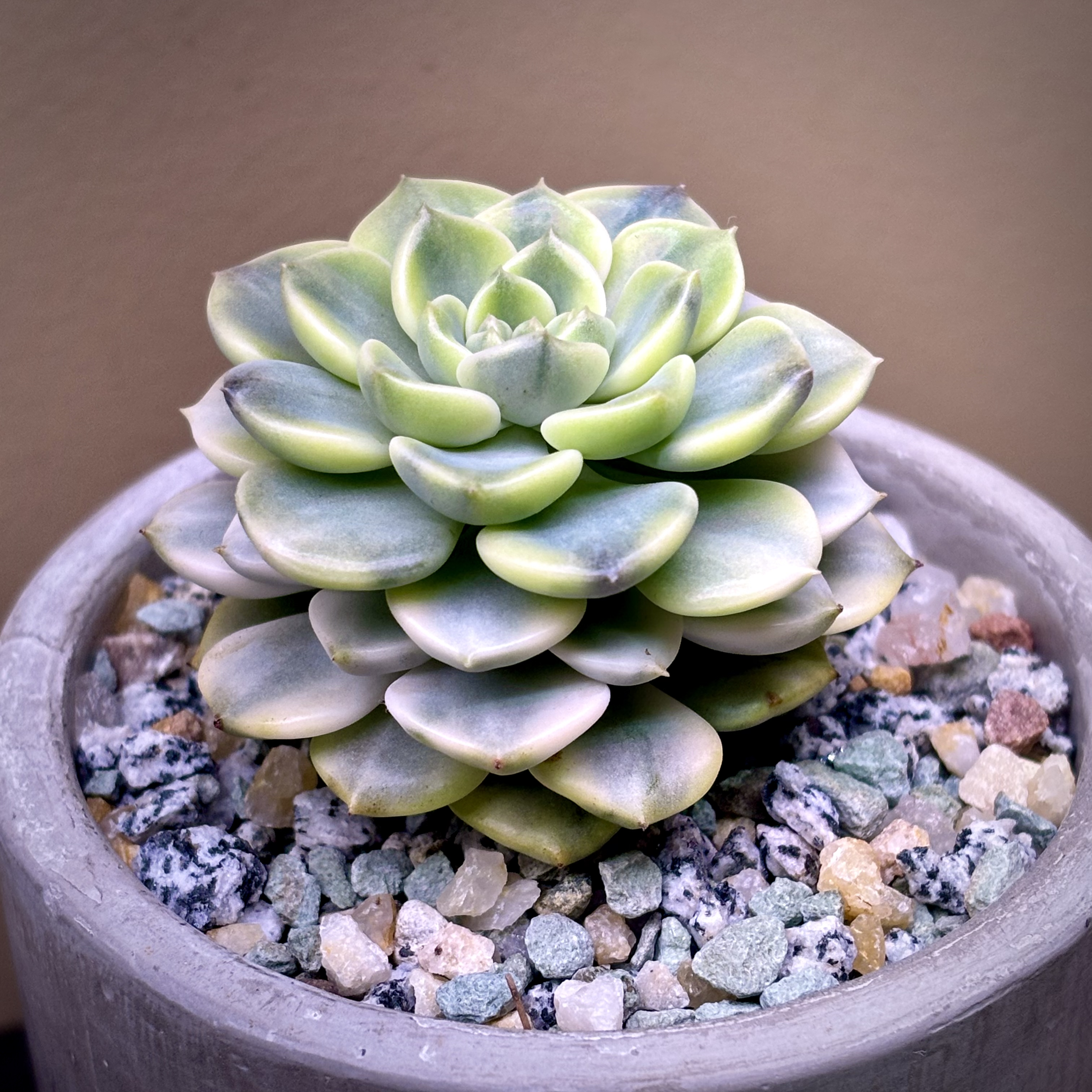 Photo of the plant species Variegated Echeveria 'Tinkerbell' by @roxyvivien named Mia 🧚 on Greg, the plant care app