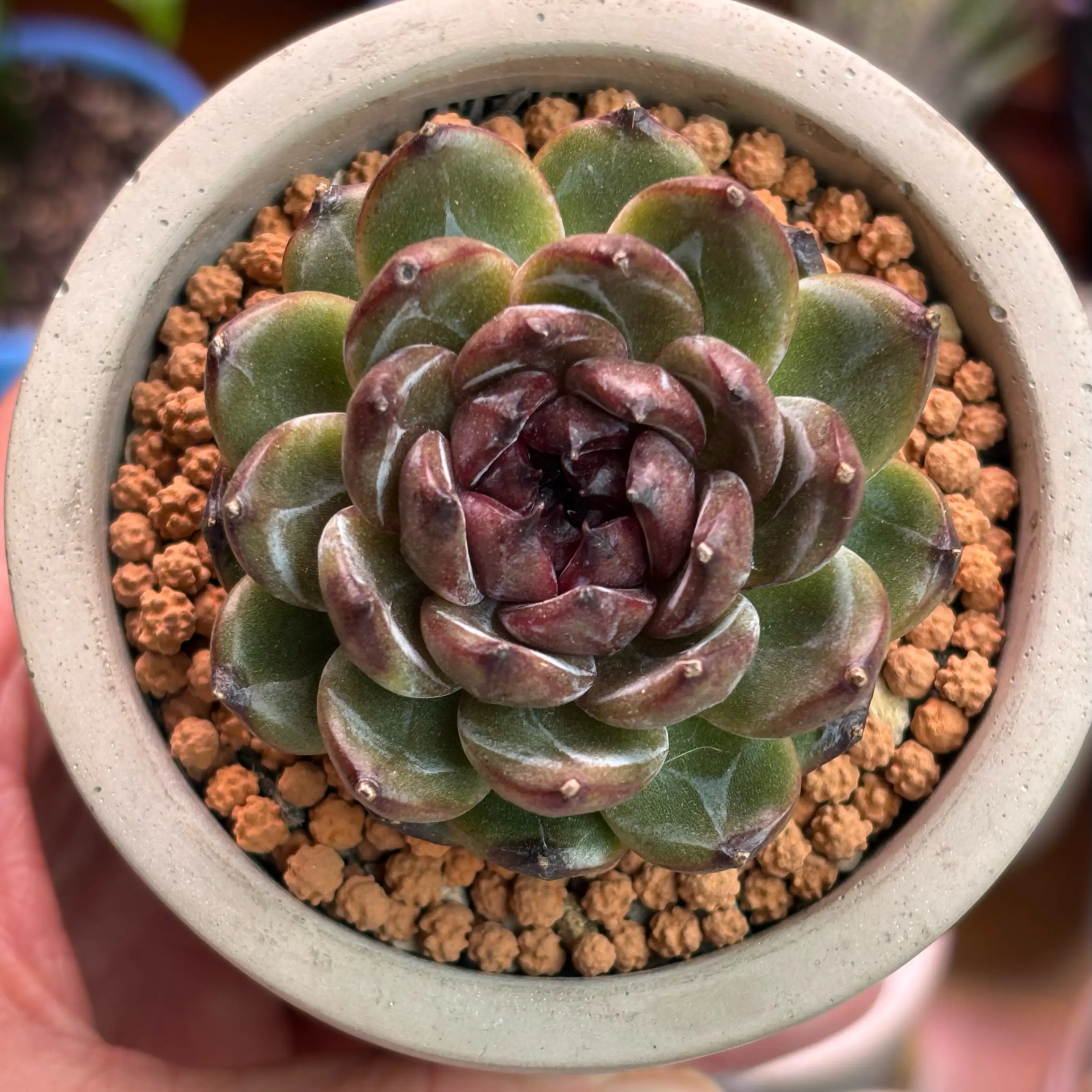 Photo of the plant species Korean Echeveria 'Gemstone' by @roxyvivien named Garnet on Greg, the plant care app