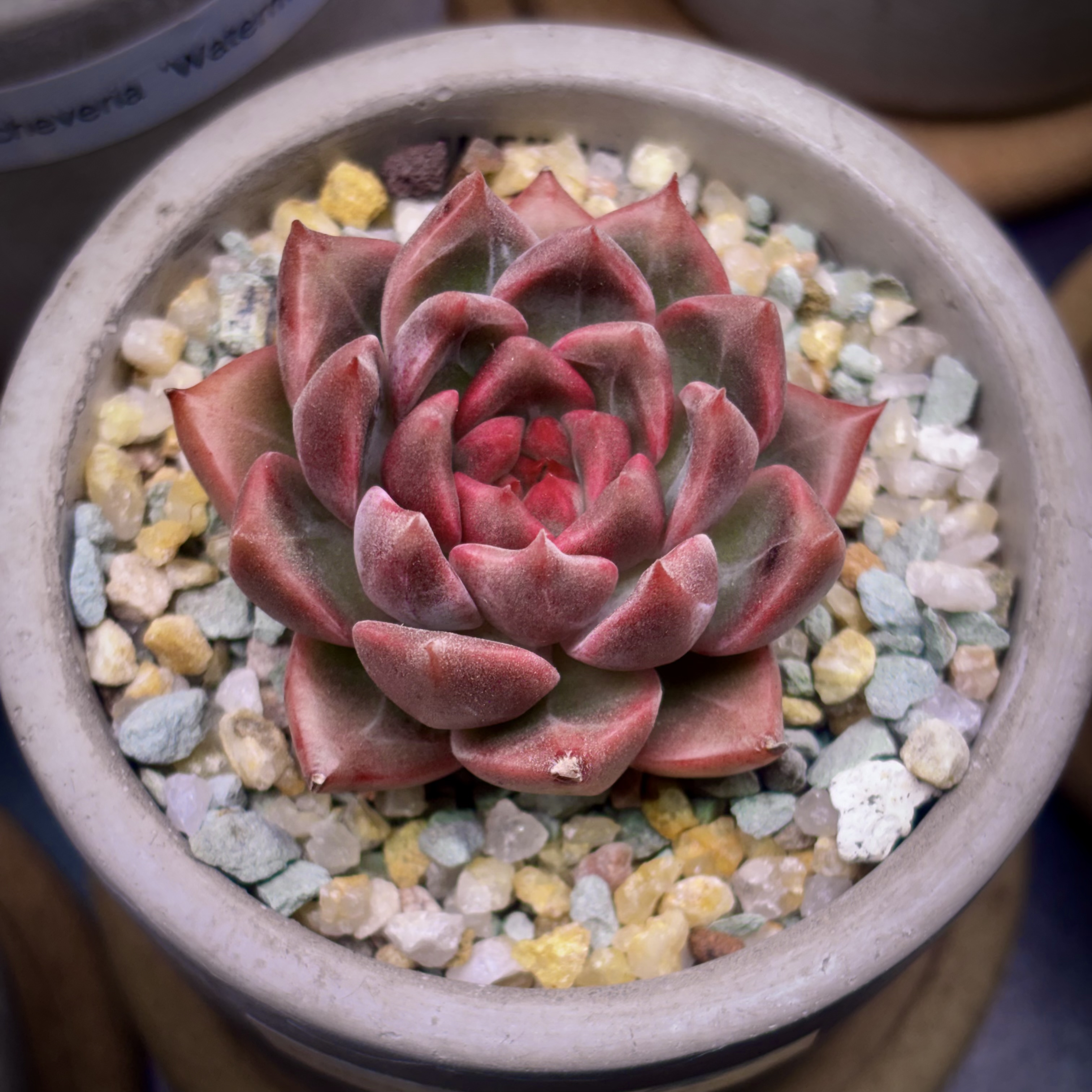 Photo of the plant species Echeveria Honey Pink by @roxyvivien named Peach Dreams on Greg, the plant care app