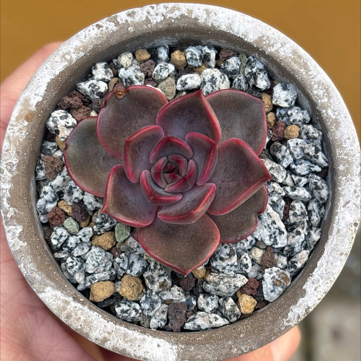 Photo of the plant species Mariposa by @roxyvivien named Possiamo on Greg, the plant care app