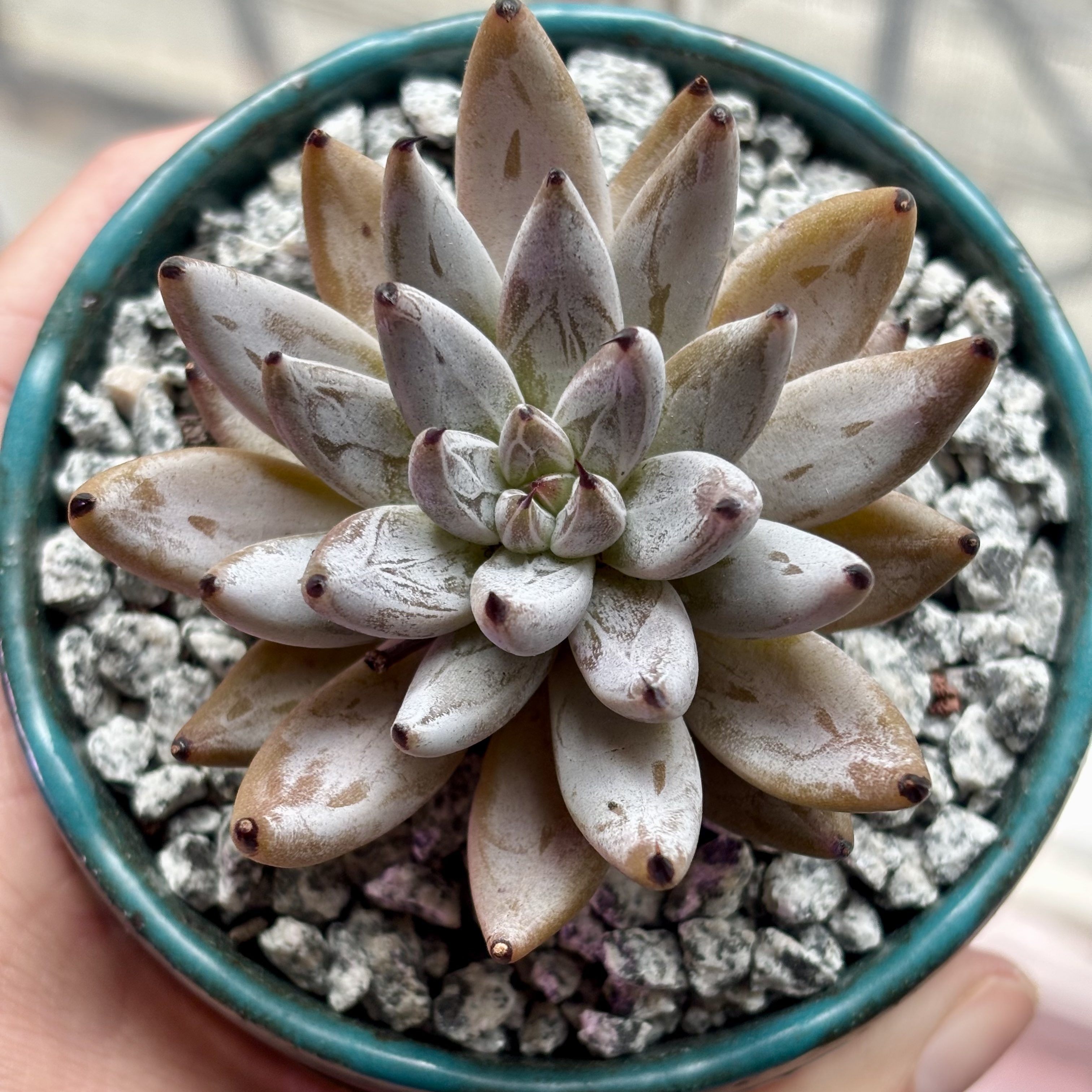 Photo of the plant species Echeveria unguiculata by @roxyvivien named Ursula on Greg, the plant care app
