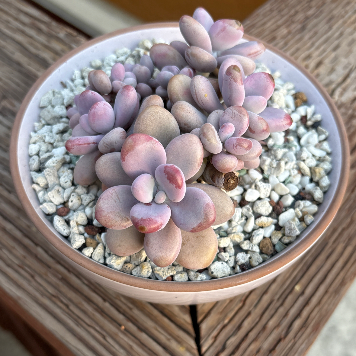 Photo of the plant species Graptopetalum Amethystinum by @roxyvivien named Pink Bubbles on Greg, the plant care app