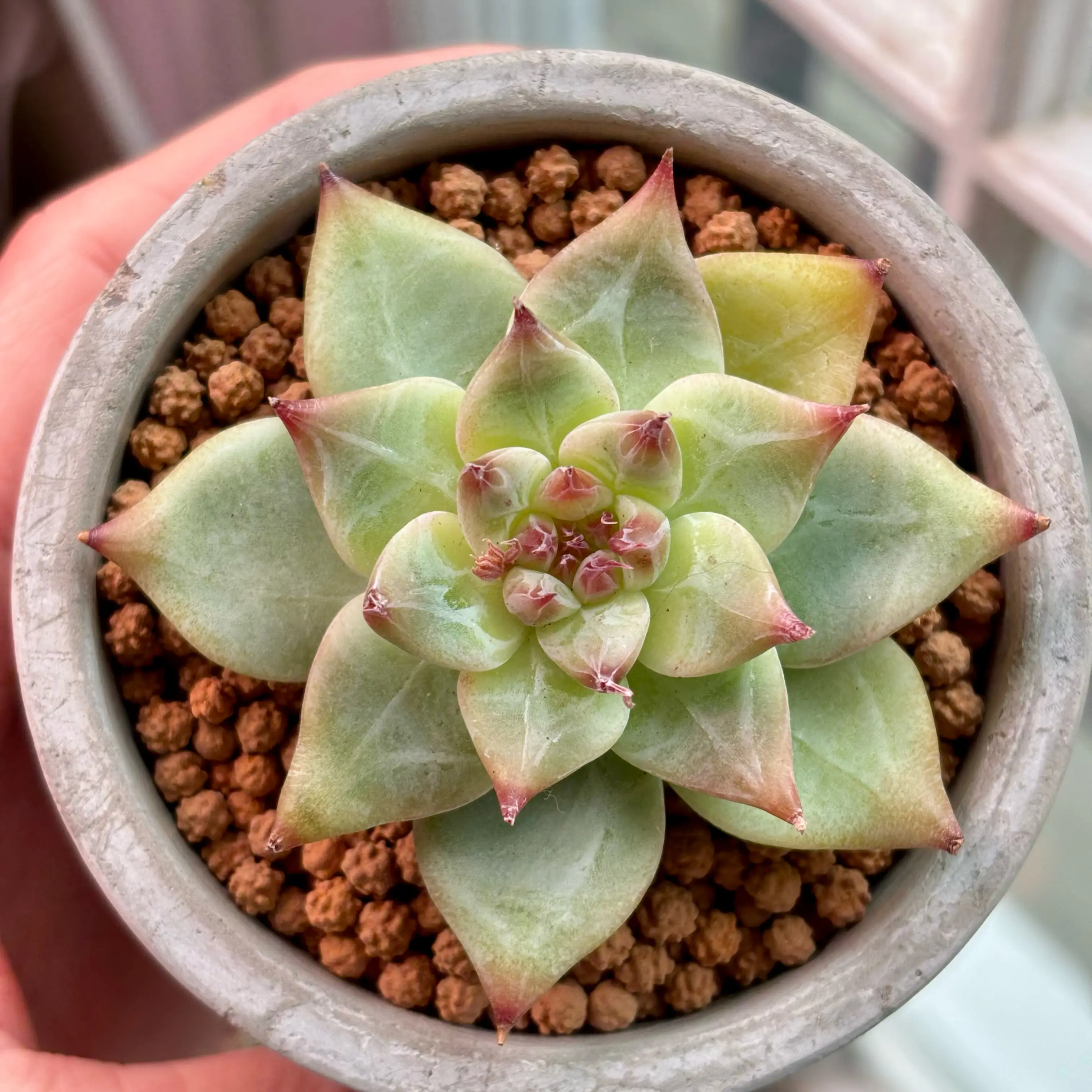 Photo of the plant species Korean Echeveria 'Gold Rosa' by @roxyvivien named Anise on Greg, the plant care app