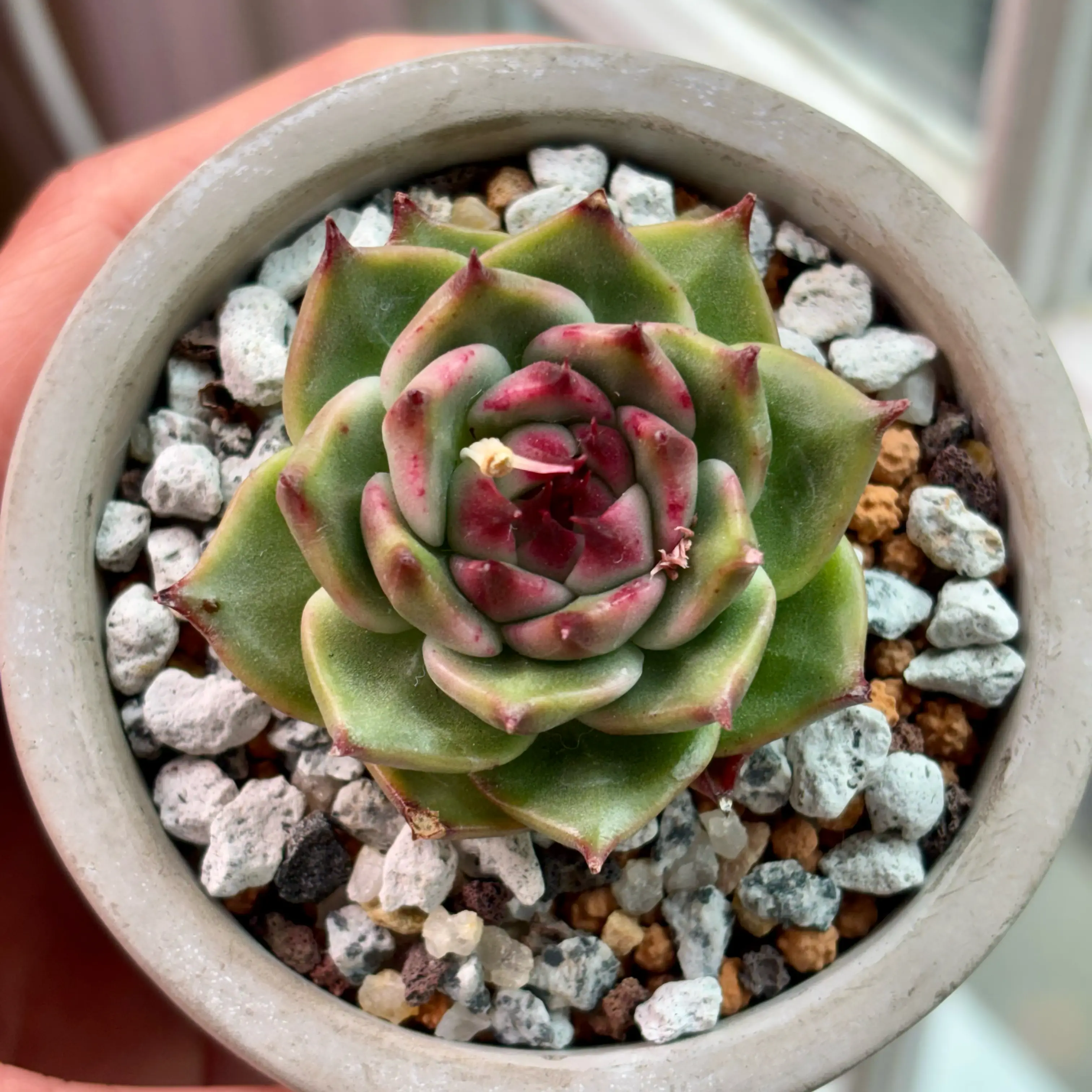Photo of the plant species Korean Echeveria 'Toscanelli' by @roxyvivien named Stiletto on Greg, the plant care app