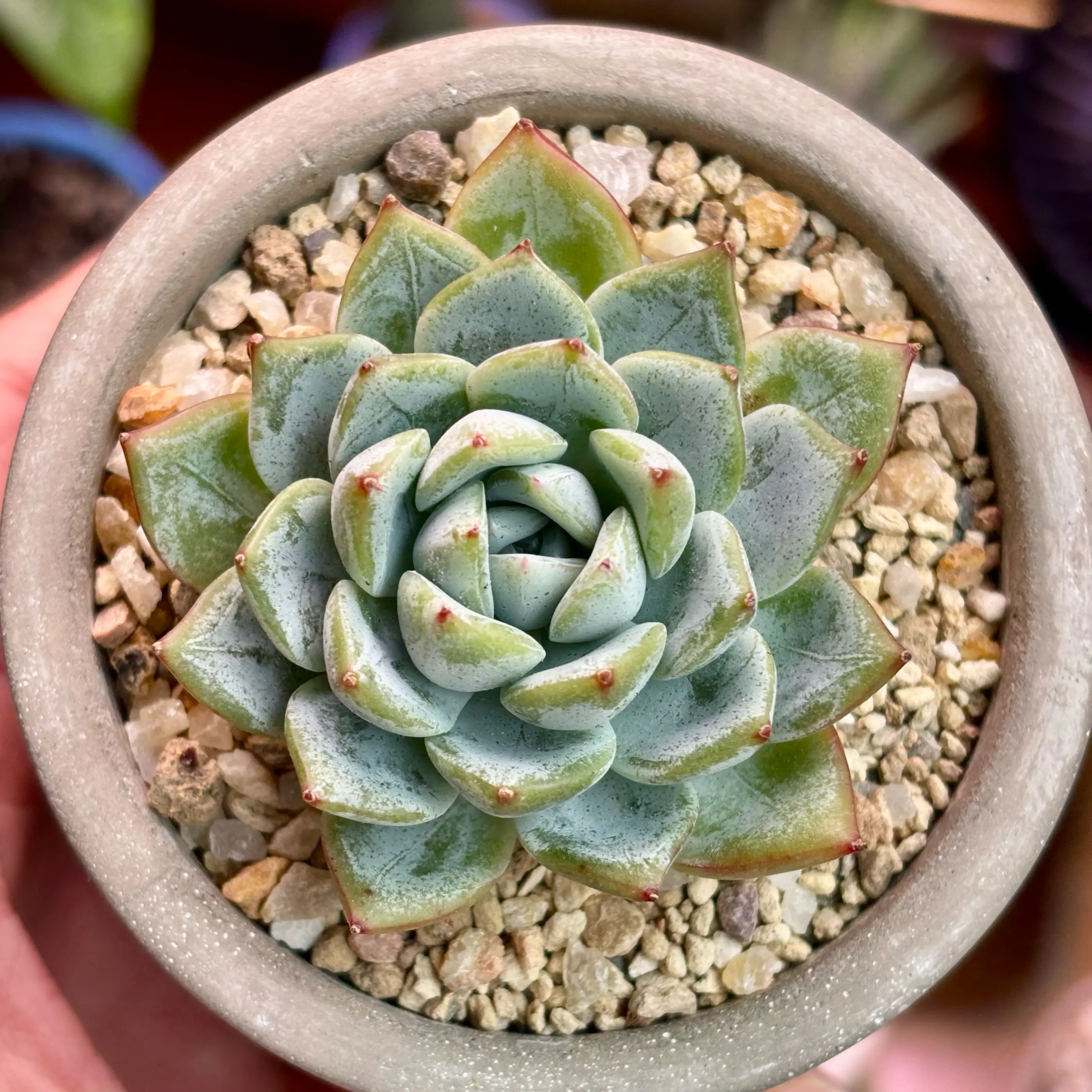 Photo of the plant species Korean Echeveria by @roxyvivien named Maré Snow on Greg, the plant care app
