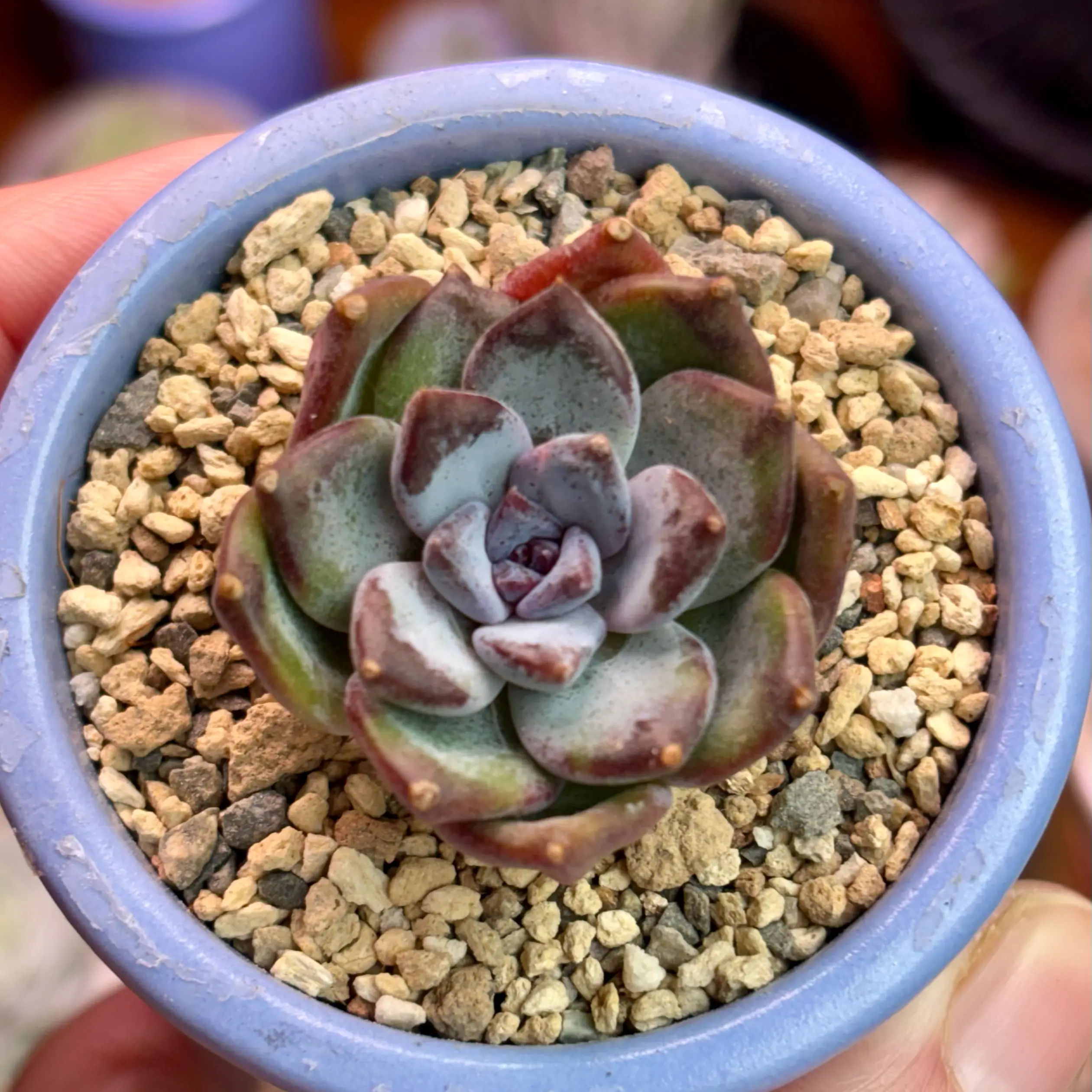 Photo of the plant species Korean Echeveria by @roxyvivien named Powdered Blackberry on Greg, the plant care app
