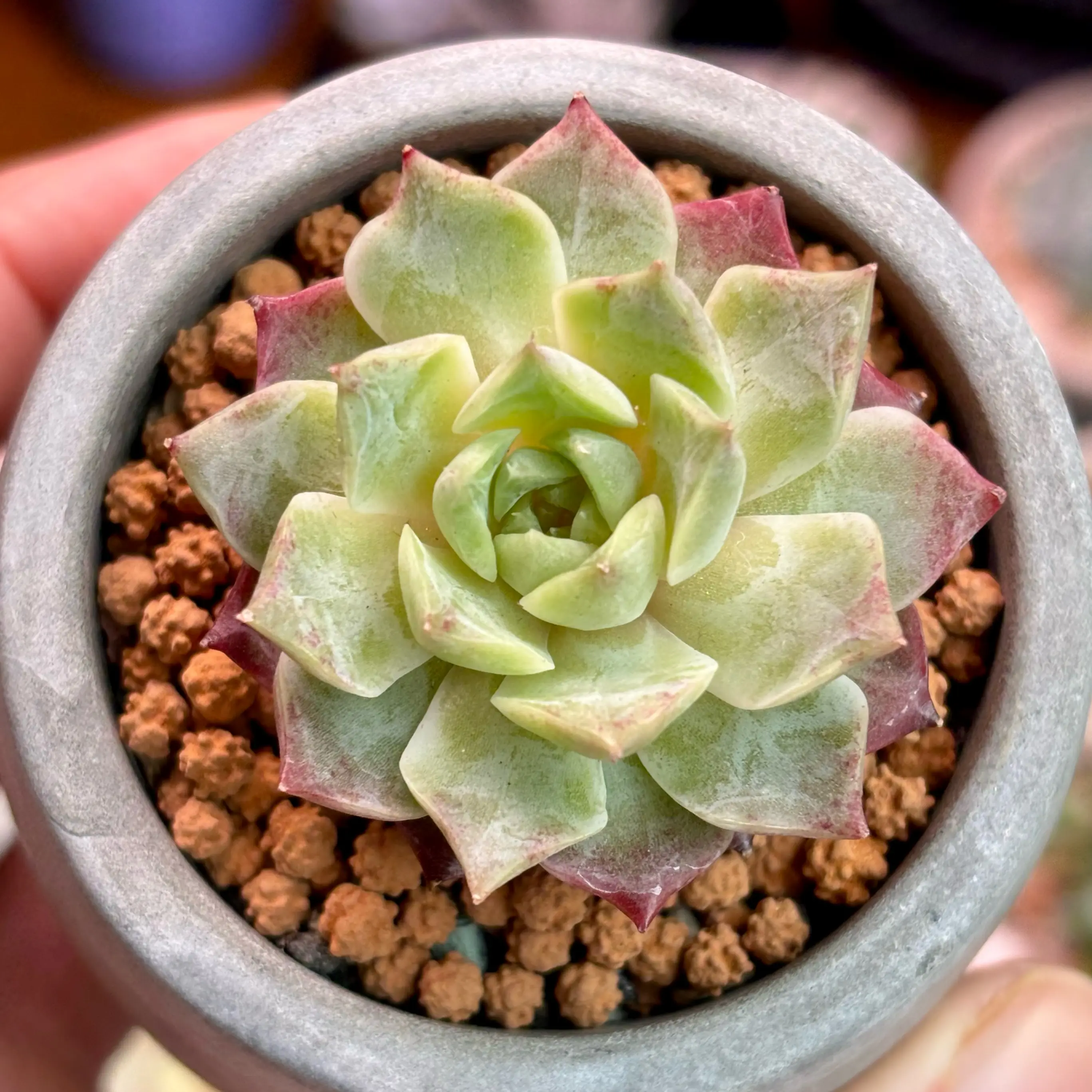 Photo of the plant species Korean Echeveria by @roxyvivien named Springtime Blush on Greg, the plant care app