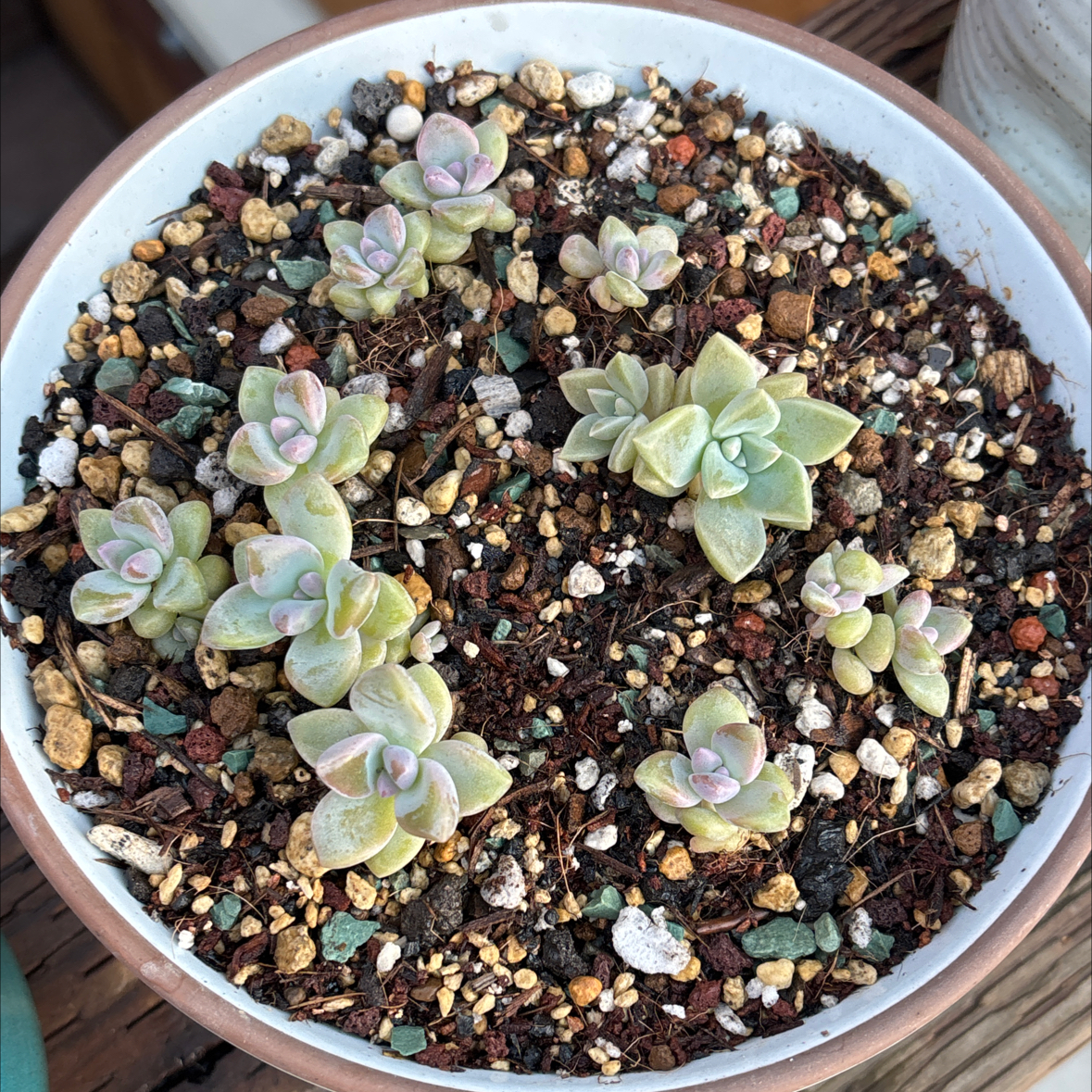 Photo of the plant species Graptosedum 'Ghosty' by @roxyvivien named 👻  ➕ e. Atlantis 🧜‍♀️ on Greg, the plant care app