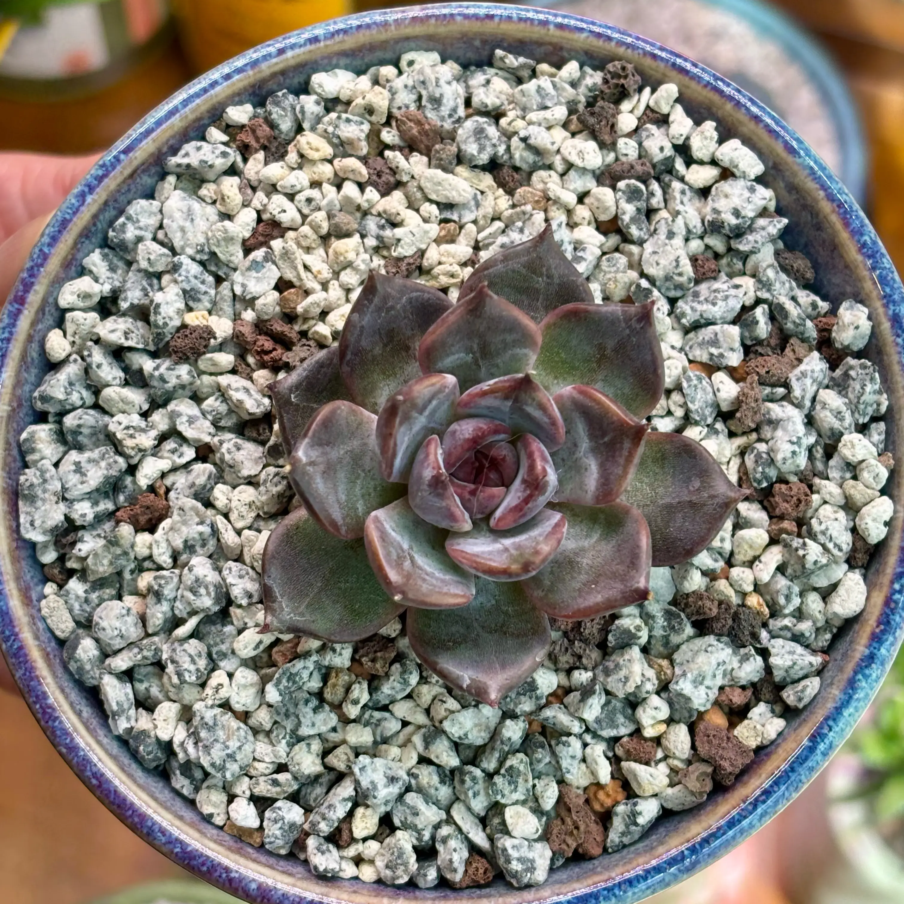 Photo of the plant species Korean Echeveria 'Magenta' by @roxyvivien named Goth Girl on Greg, the plant care app
