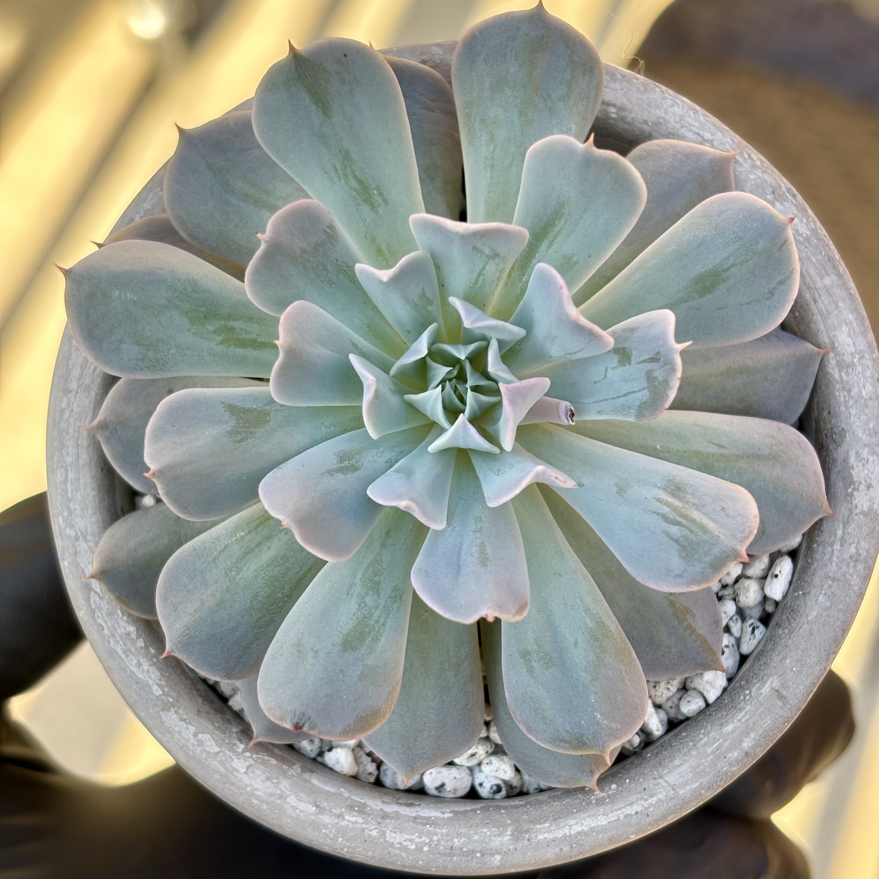 Photo of the plant species Echeveria 'Harmonic' by @roxyvivien named Muse on Greg, the plant care app