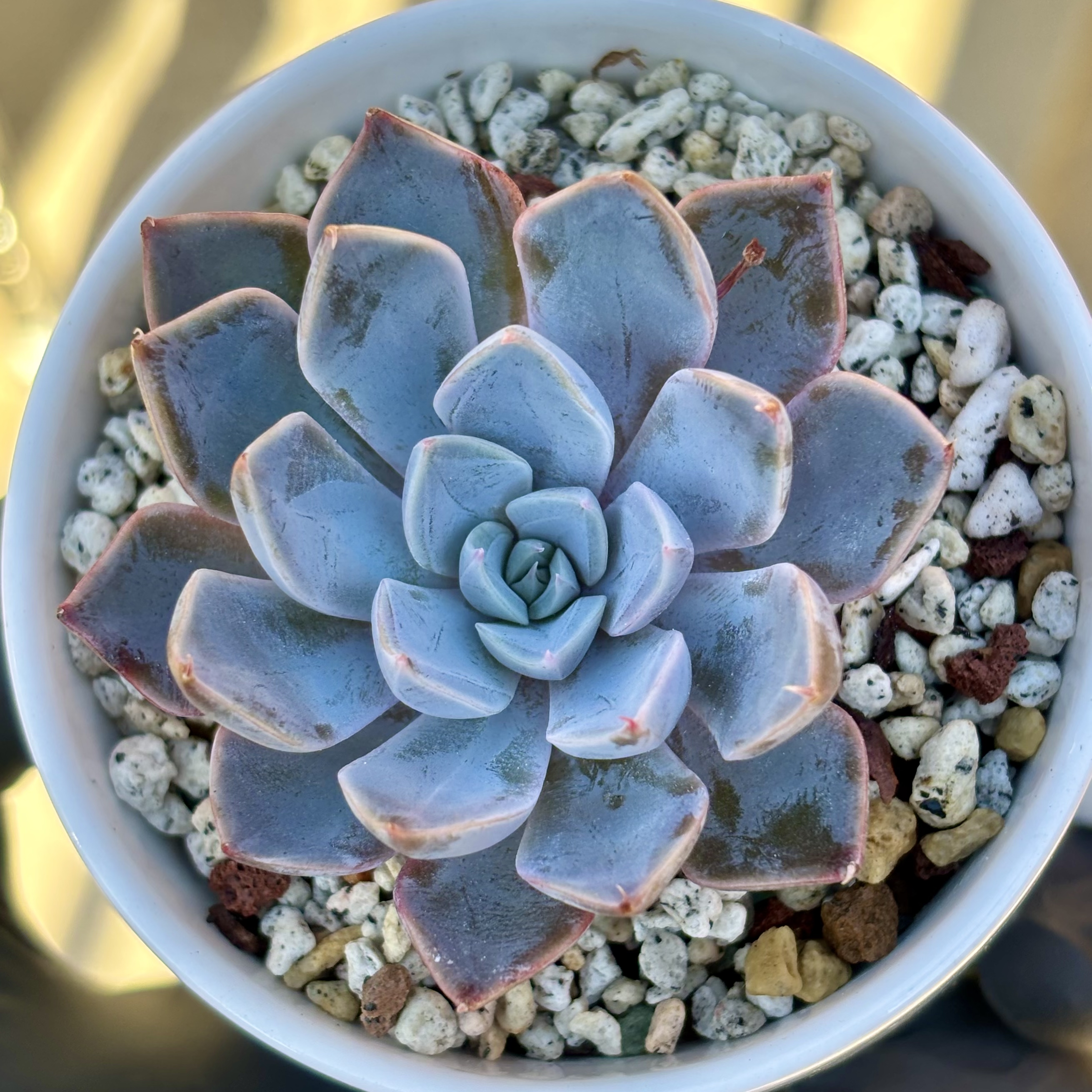 Photo of the plant species Echeveria 'Forte' by @roxyvivien named Powdered Lilac on Greg, the plant care app