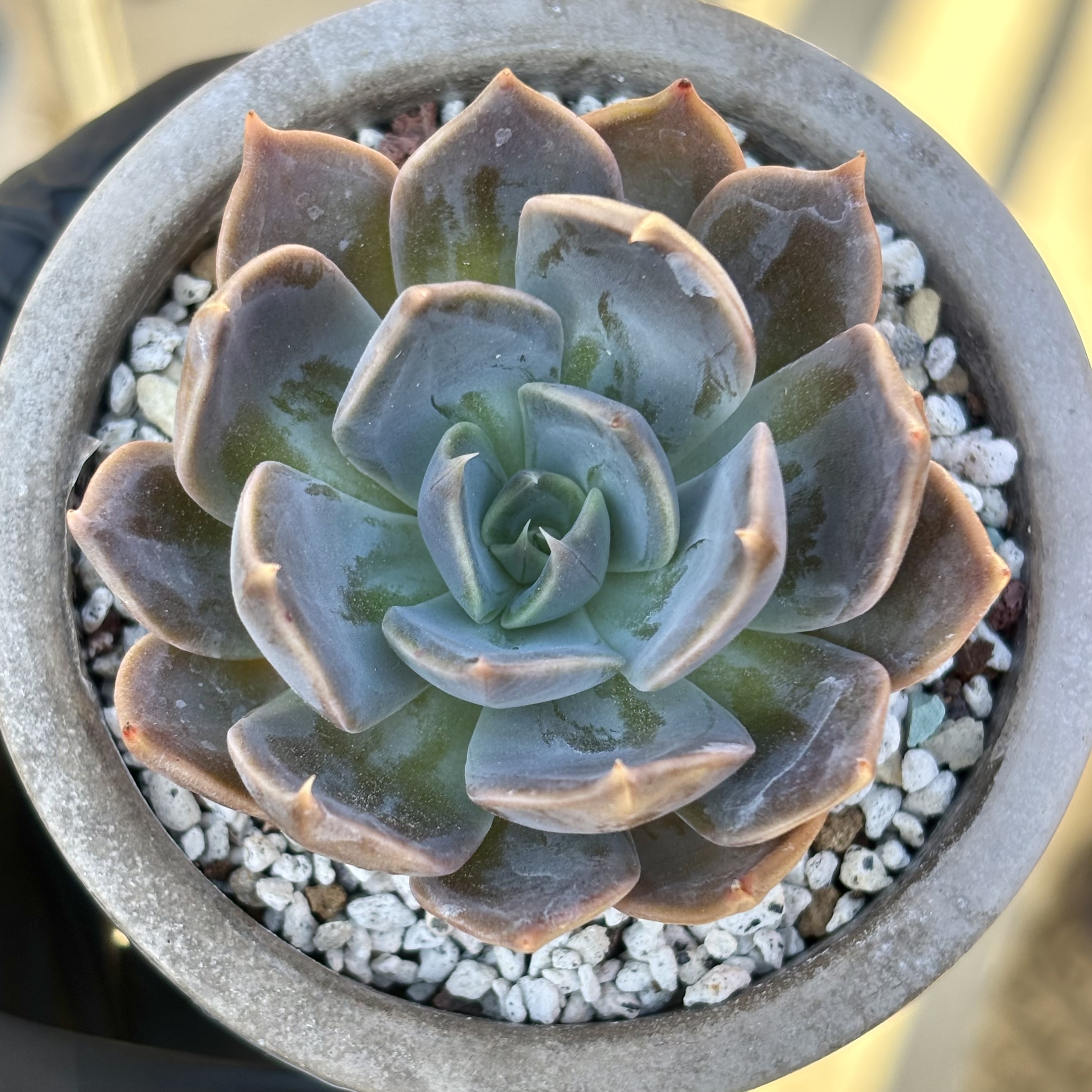 Photo of the plant species Echeveria 'Marrom' by @roxyvivien named Jewel on Greg, the plant care app