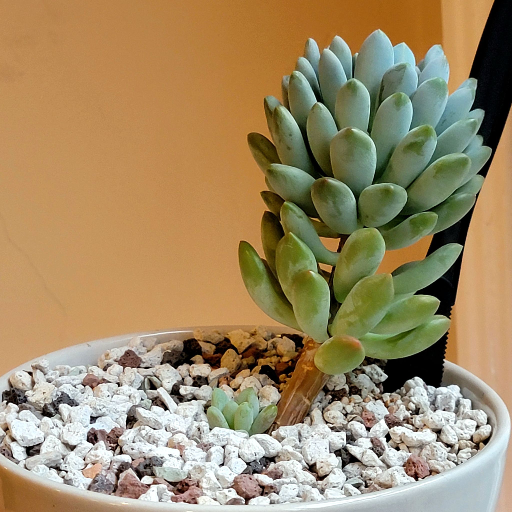 Belle Blue succulent plant with thick, fleshy leaves in a pot with visible soil.