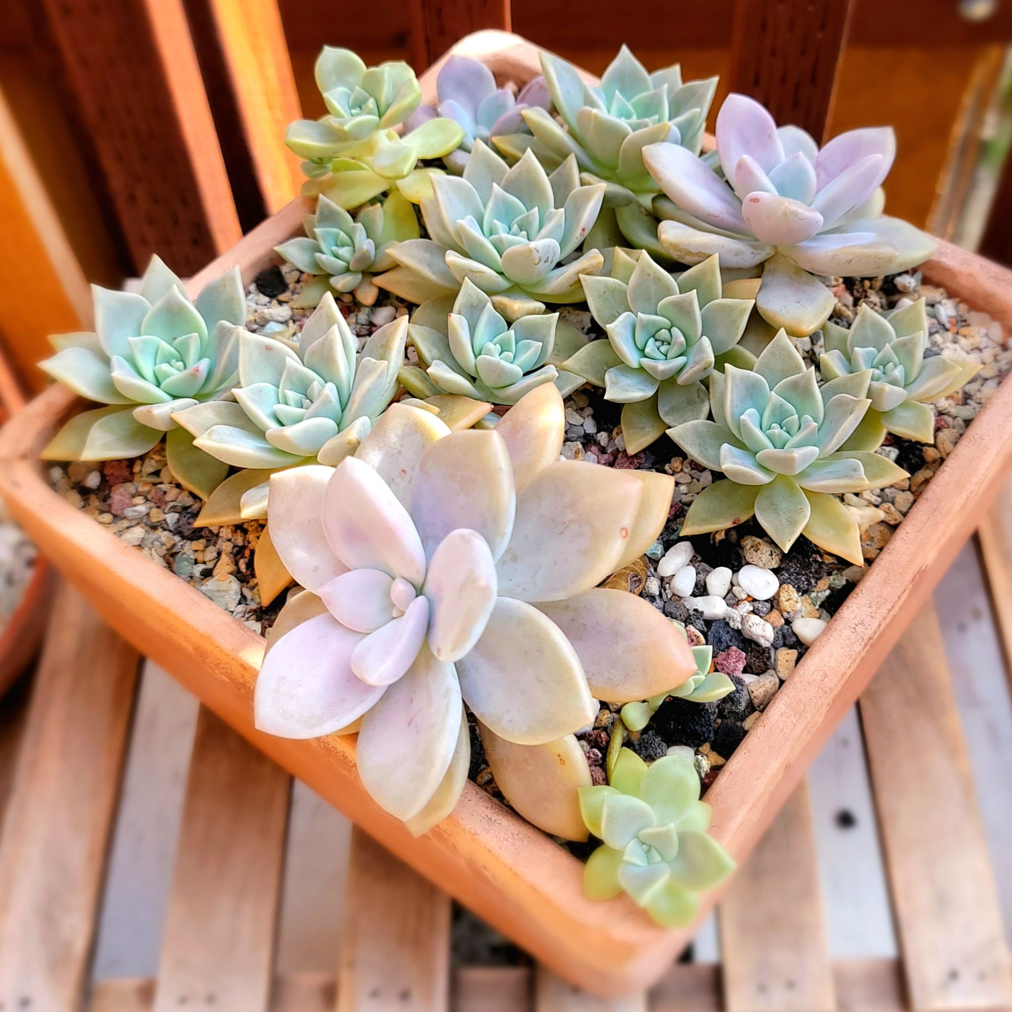 Graptopetalum 'Murasaki' succulent in a square pot, healthy and well-maintained.