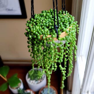 String of Pearls plant in Los Angeles, California