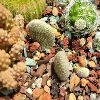 Bunny Ears Cactus plant in Los Angeles, California