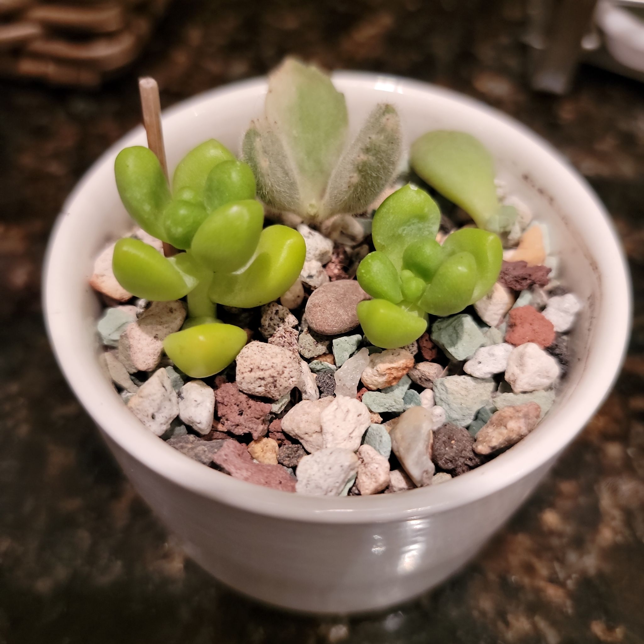 Sedum treleasei plant in a white pot with rocky soil, showing some leaf discoloration.