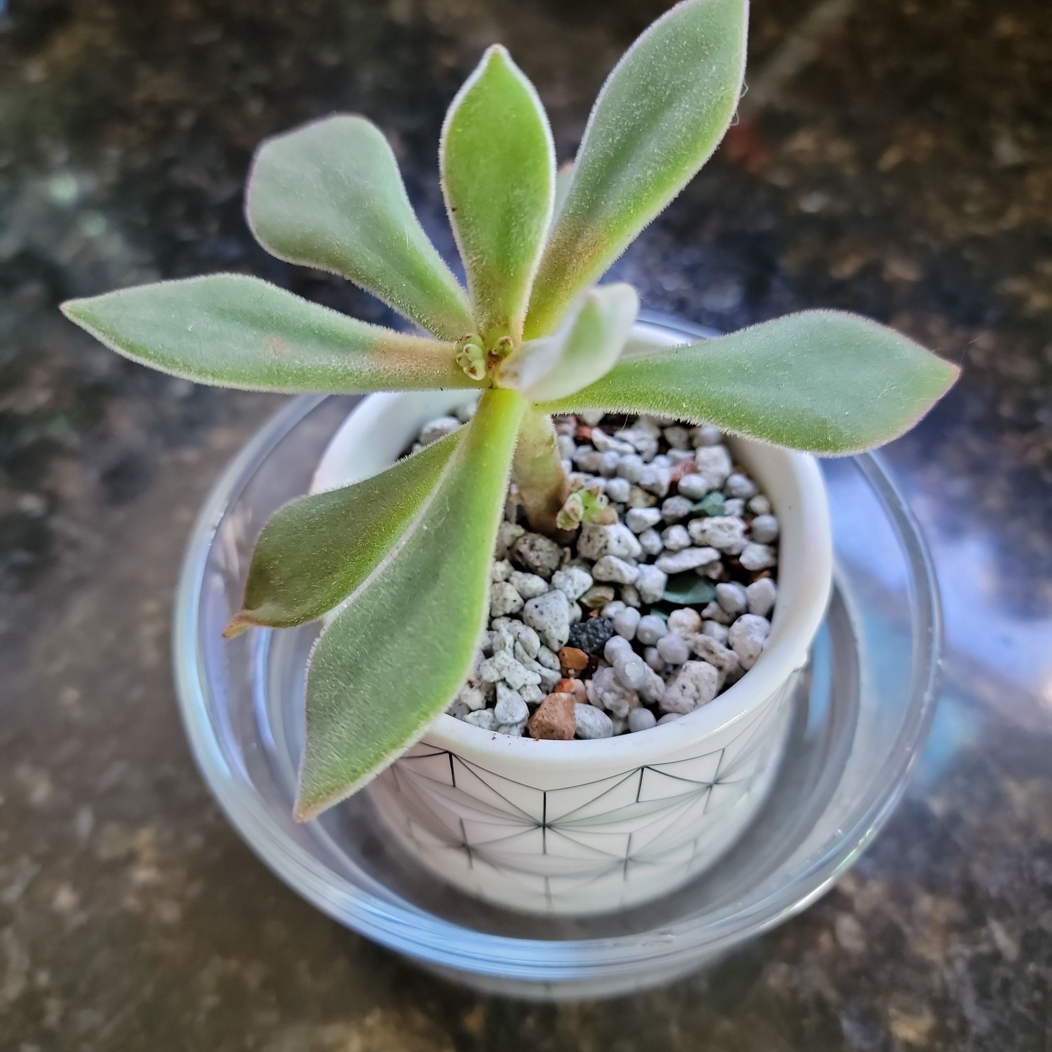 A healthy Plush Plant in a white pot with gravelly soil.