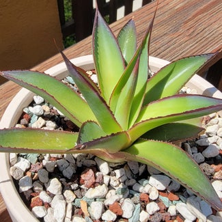 Agave 'Blue Glow' plant in Los Angeles, California
