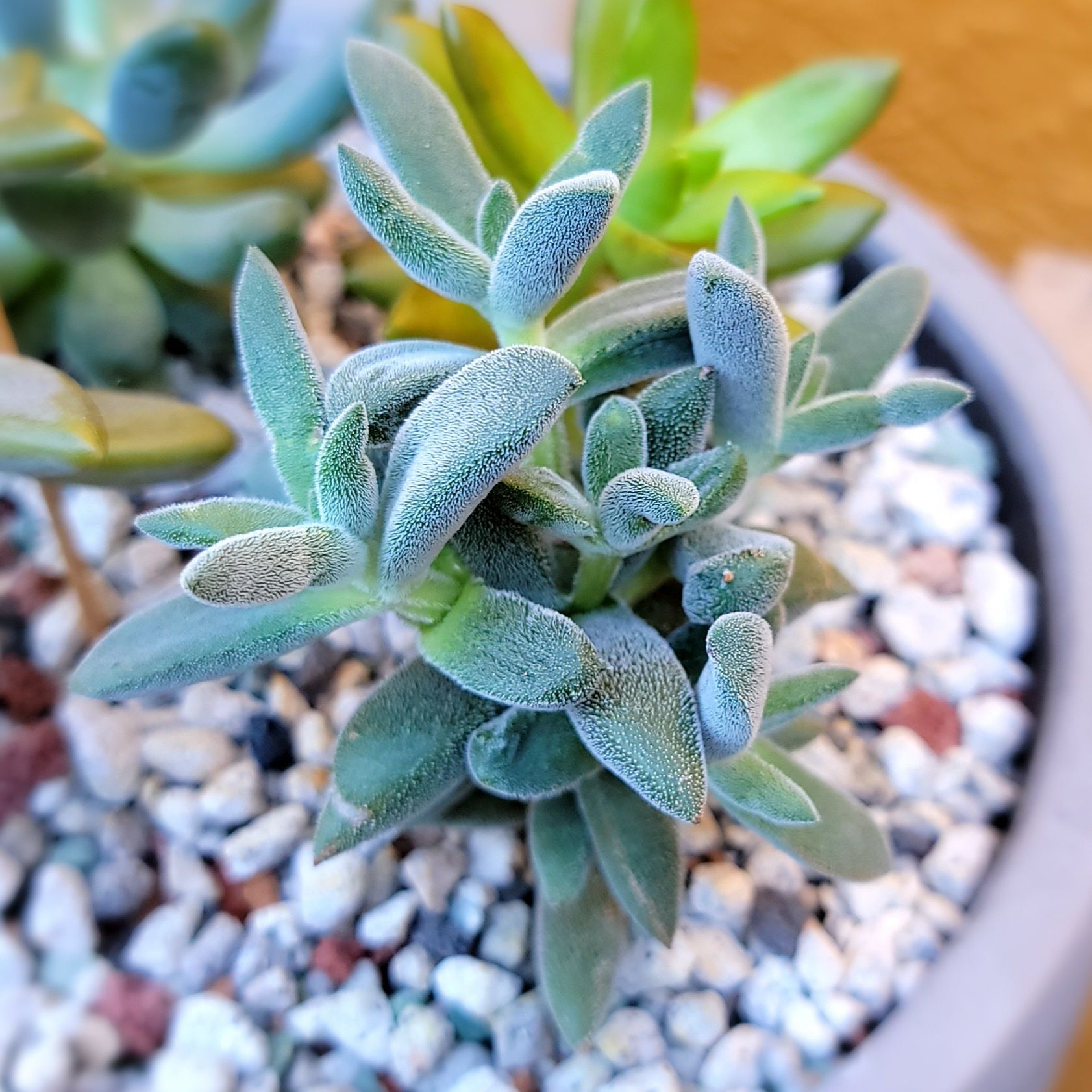 Photo of the plant species Crassula mesembryanthemoides by @roxyvivien named Treeonce on Greg, the plant care app