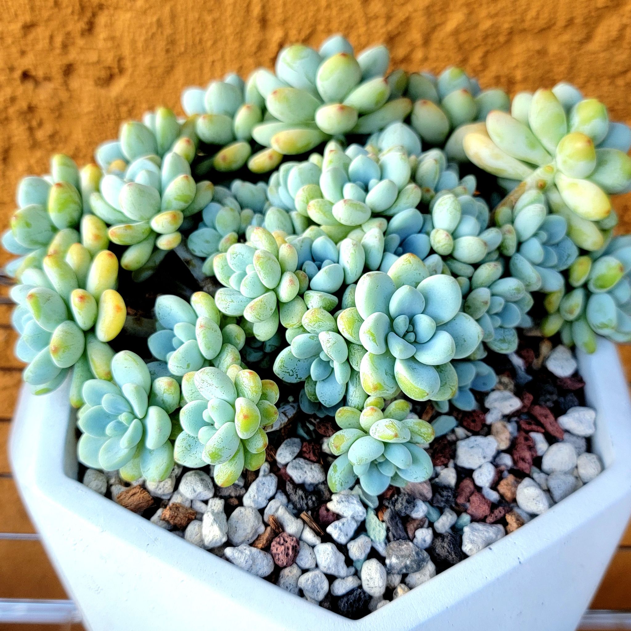 Sedum clavatum plant in a white pot with visible soil and pebbles.