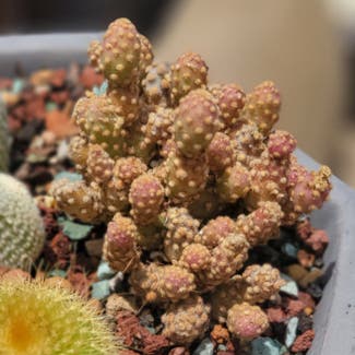 Miniature Cinnamon Cactus plant in Los Angeles, California