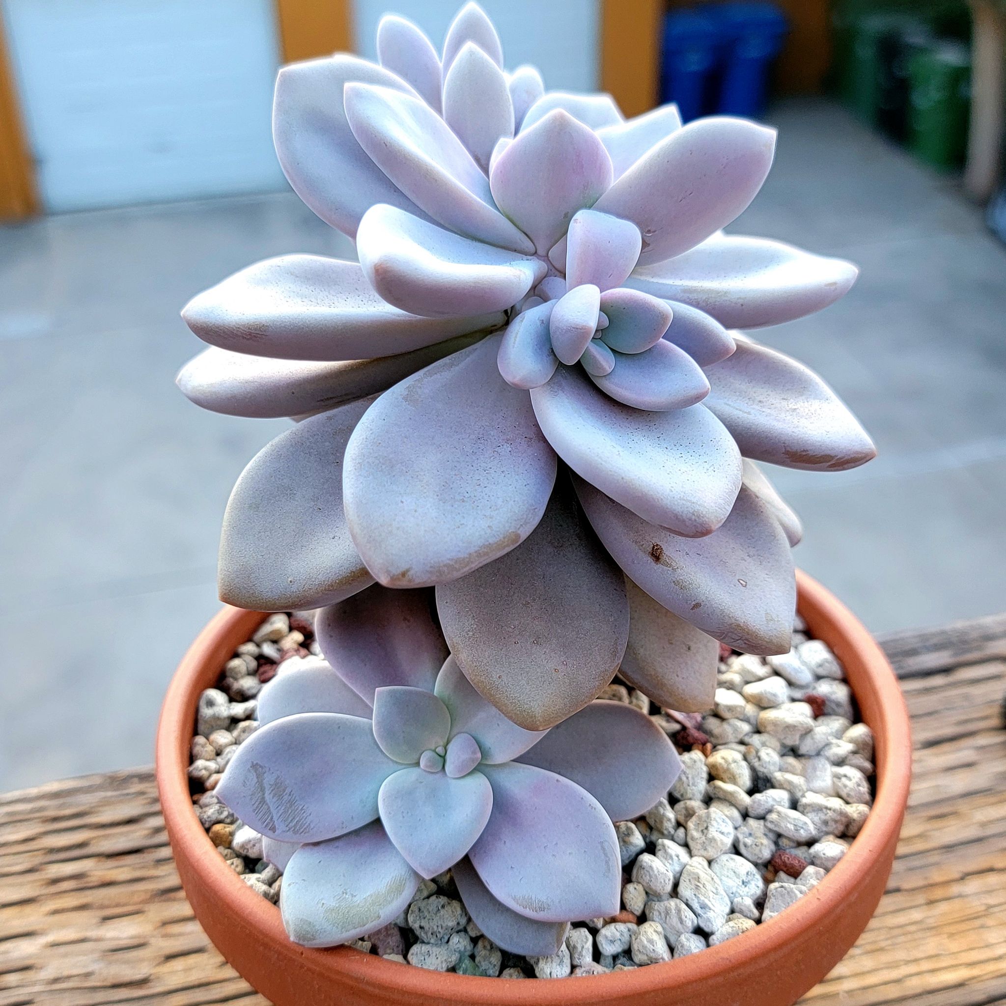 Healthy Graptopetalum 'Murasaki' plant in a pot with well-draining soil.