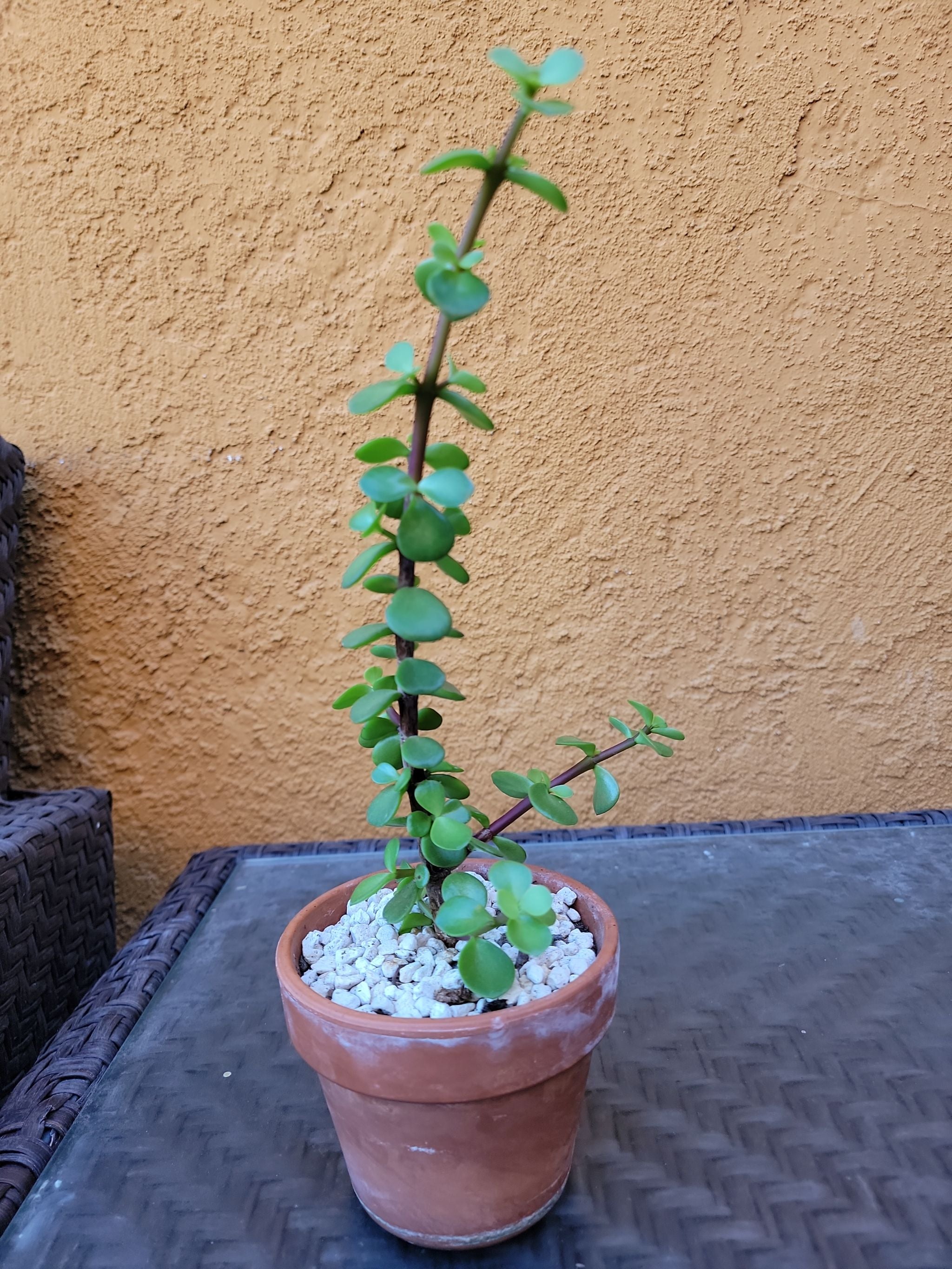 Bebe the elephant bush needs repotting?