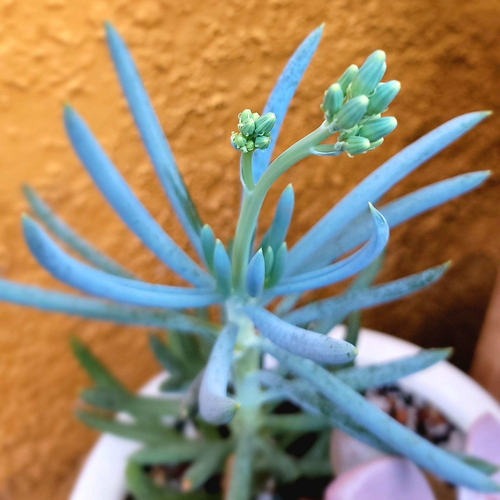 Blue Chalk Stick Care 101: Water, Light & Growing Tips