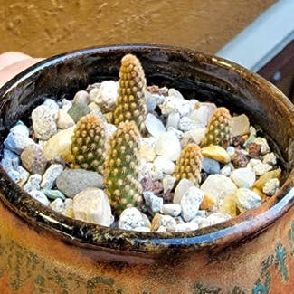 Mini Cinnamon Cactus plant in Los Angeles, California
