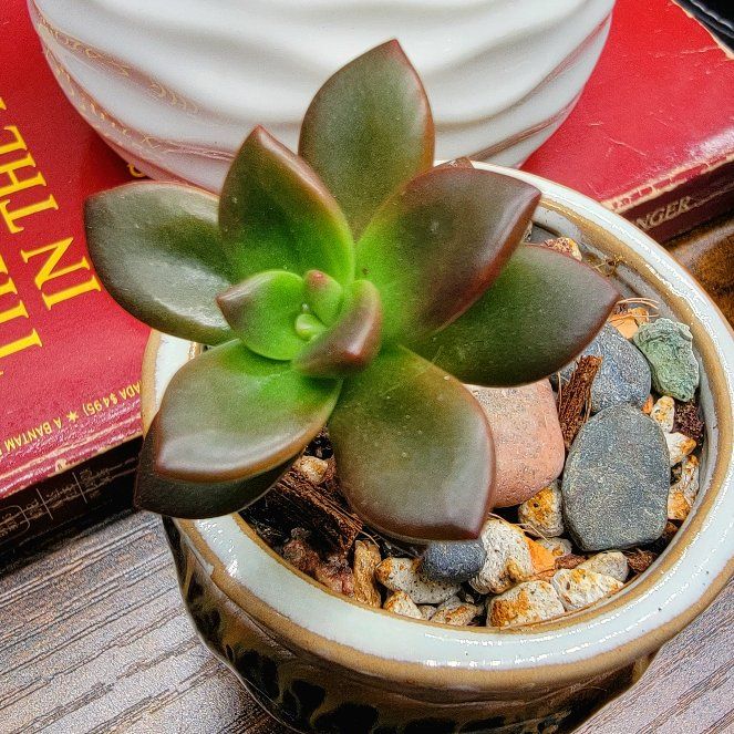 Sedeveria 'Sorrento™' uploaded to the Greg plant app by @roxyvivien