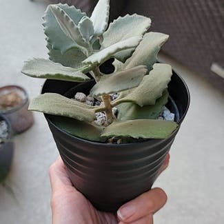 Millot Kalanchoe plant in Los Angeles, California