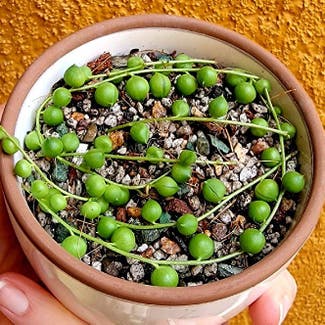String of Pearls plant in Los Angeles, California