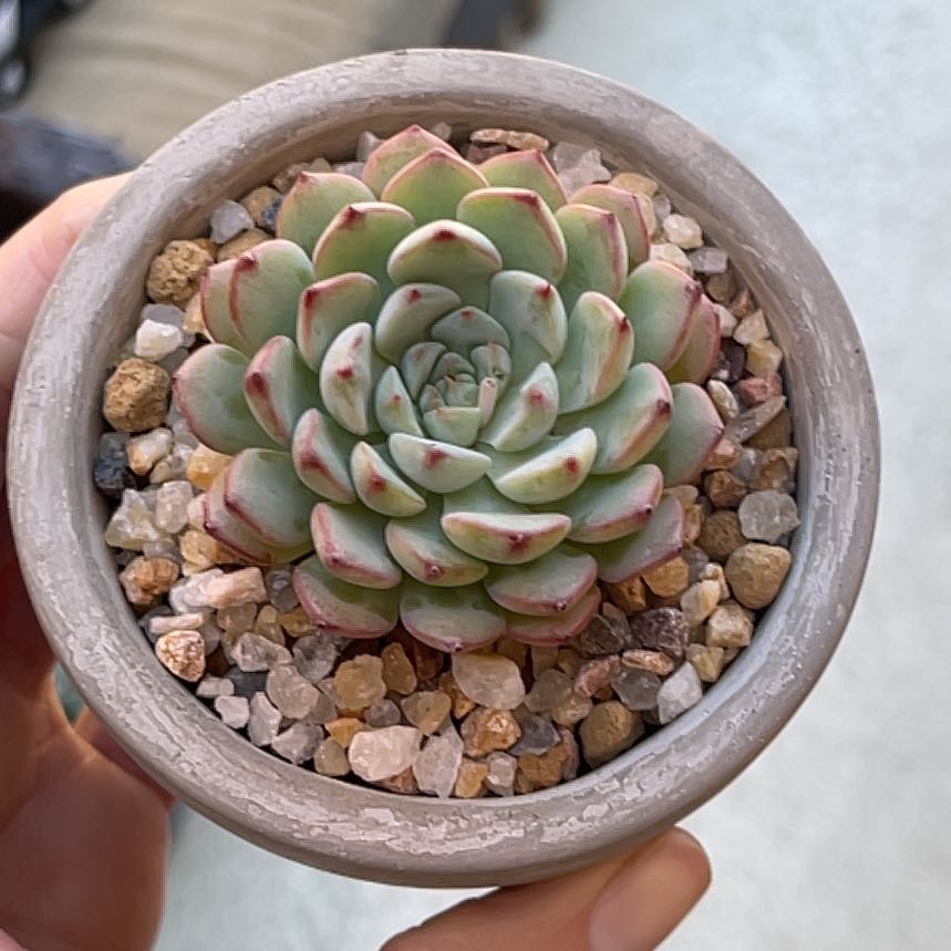 Photo of the plant species Echeveria 'White Minima' by @roxyvivien named Blanca on Greg, the plant care app
