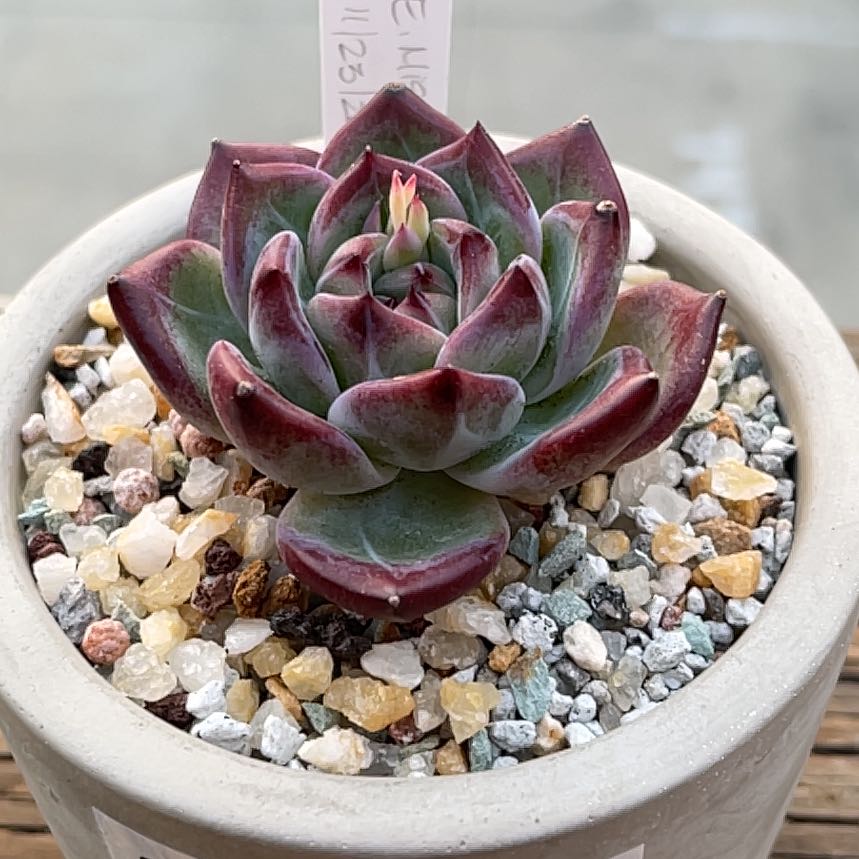 Photo of the plant species Echeveria 'Miss Hong' by @roxyvivien named Pax on Greg, the plant care app