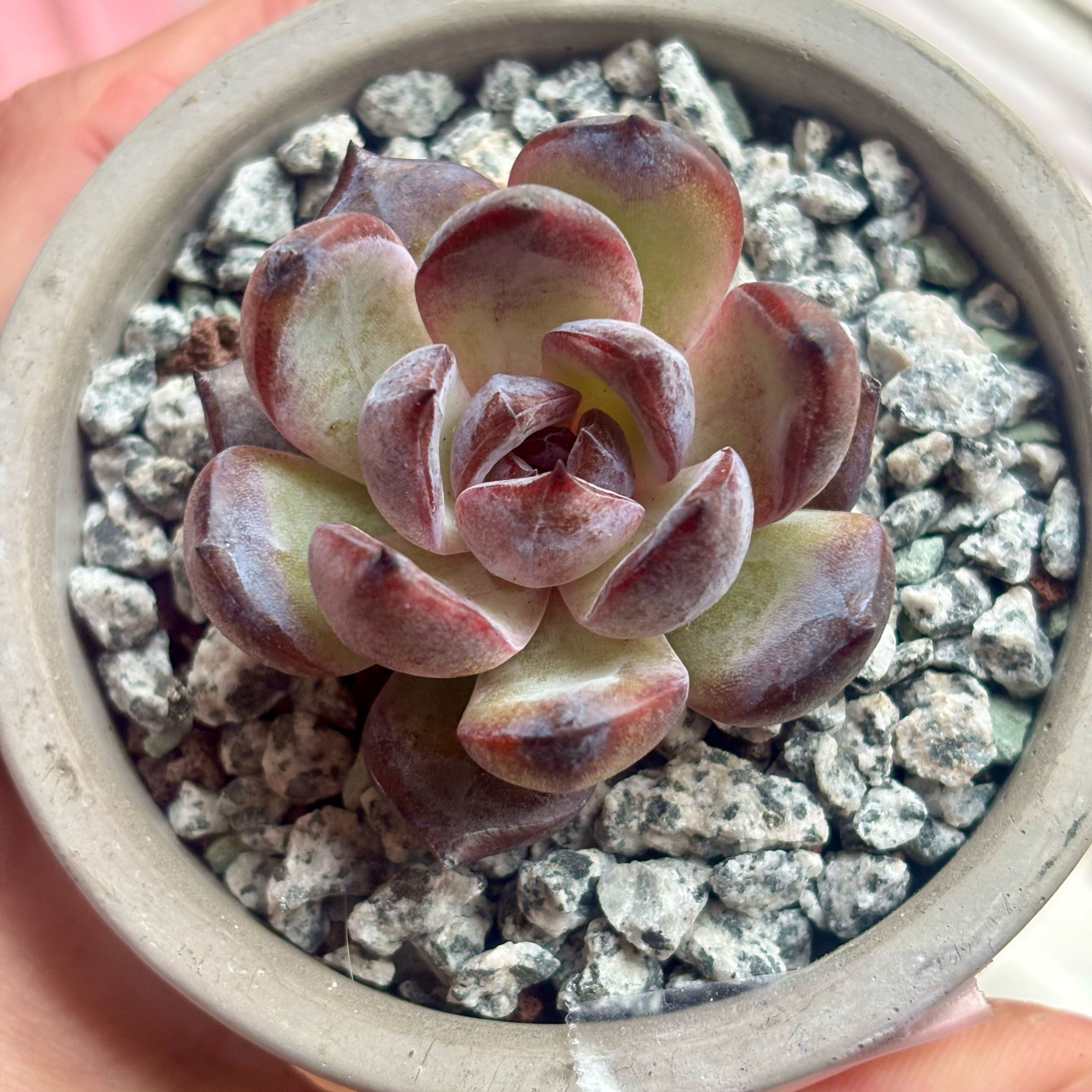 Photo of the plant species Korean Echeveria 'Odette' by @roxyvivien named Sonata on Greg, the plant care app