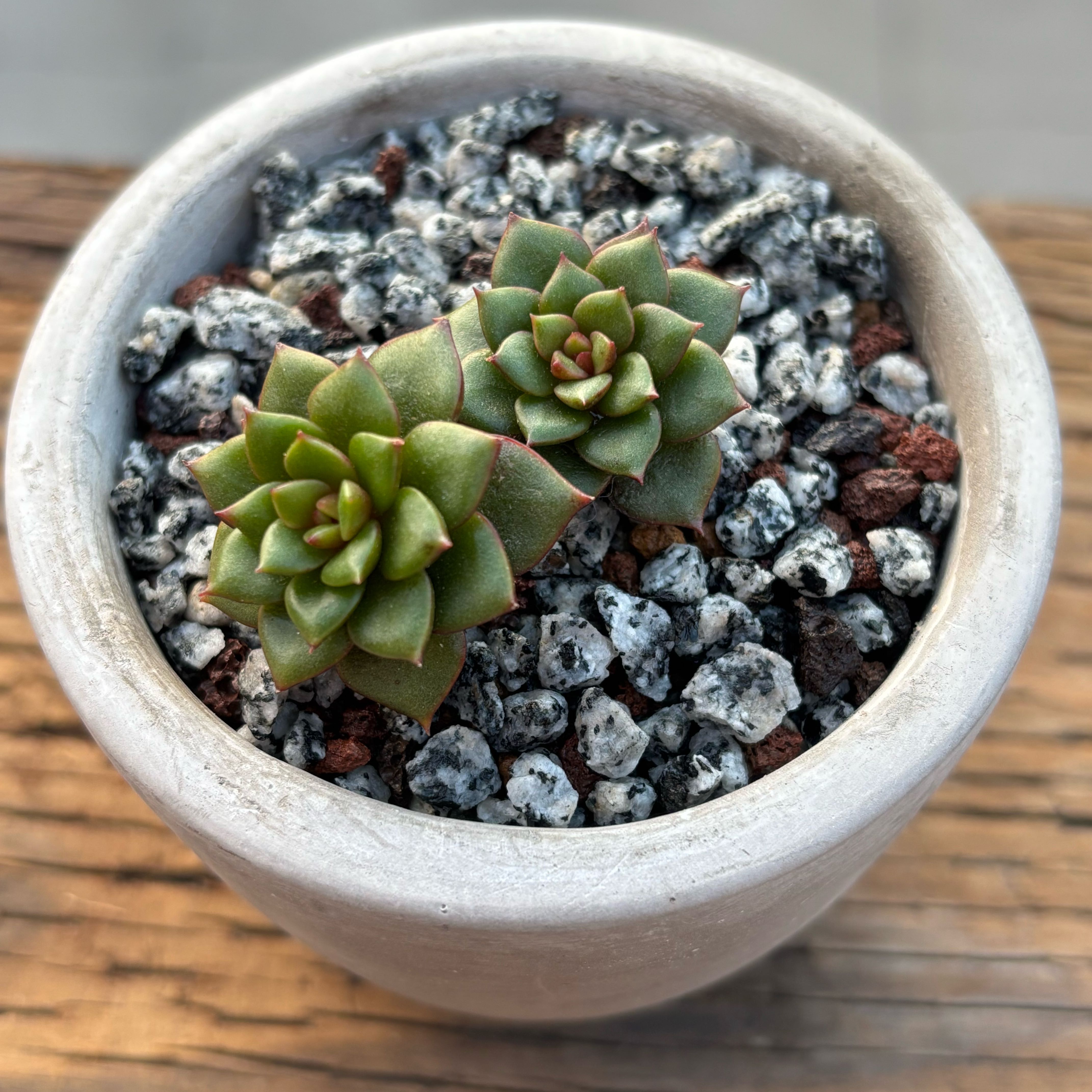Photo of the plant species Echeveria 'Firecracker' by @roxyvivien named June on Greg, the plant care app